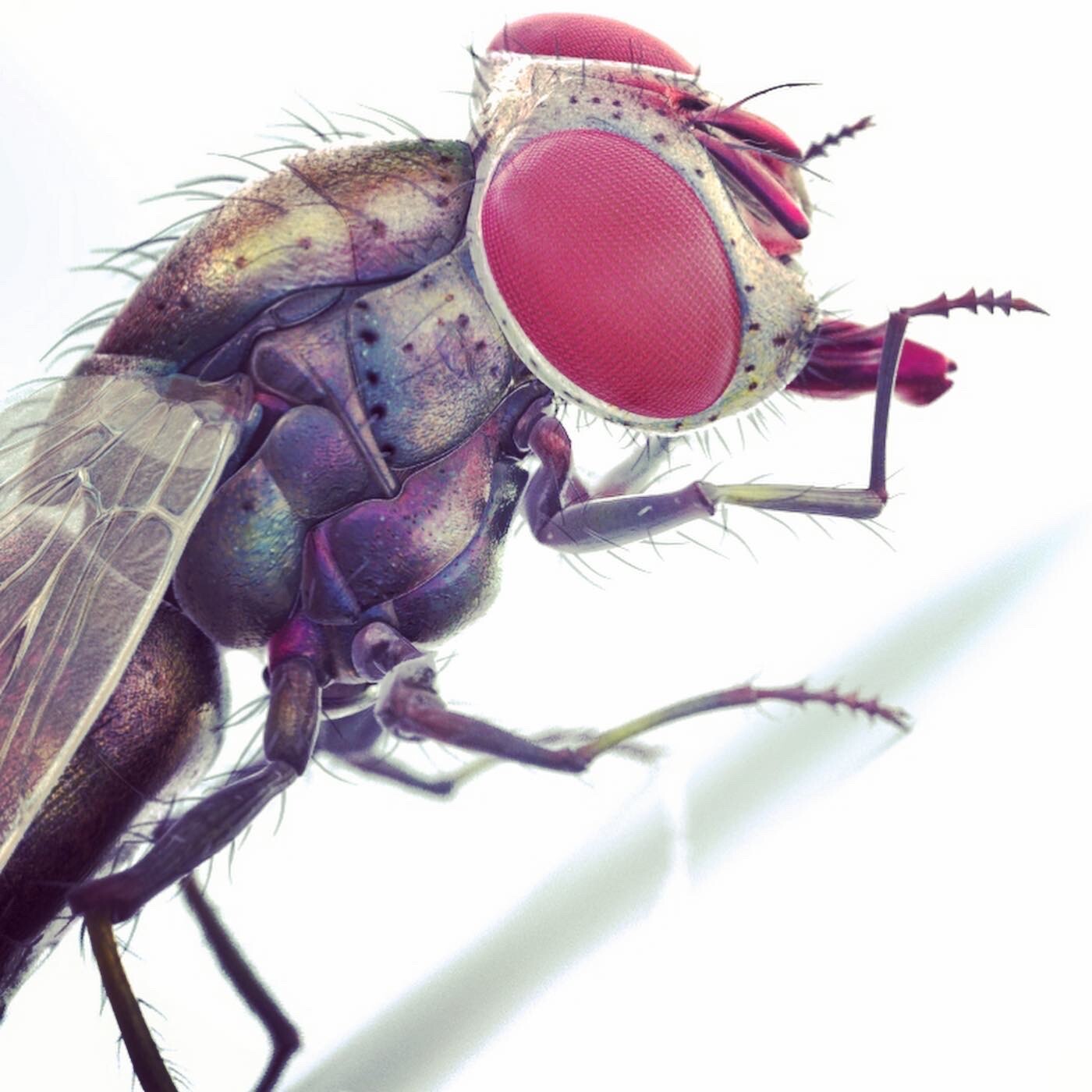 Housefly old model revamped