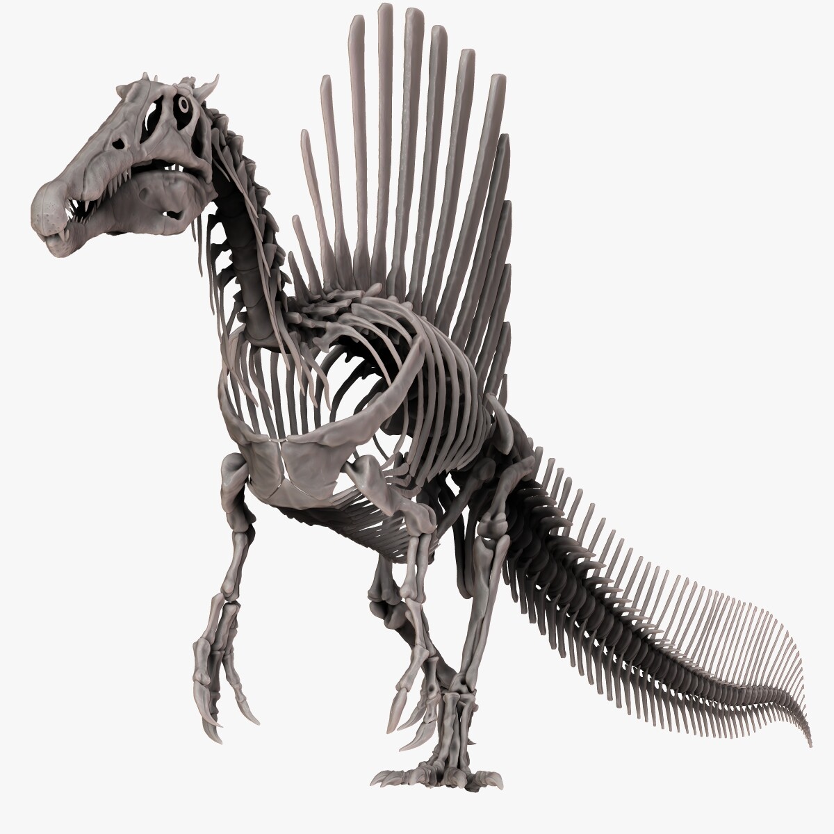 Spinosaurus Skeleton Model