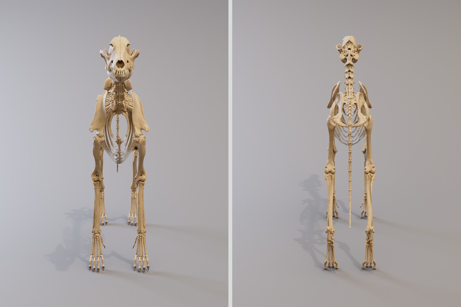 view_d_skeleton