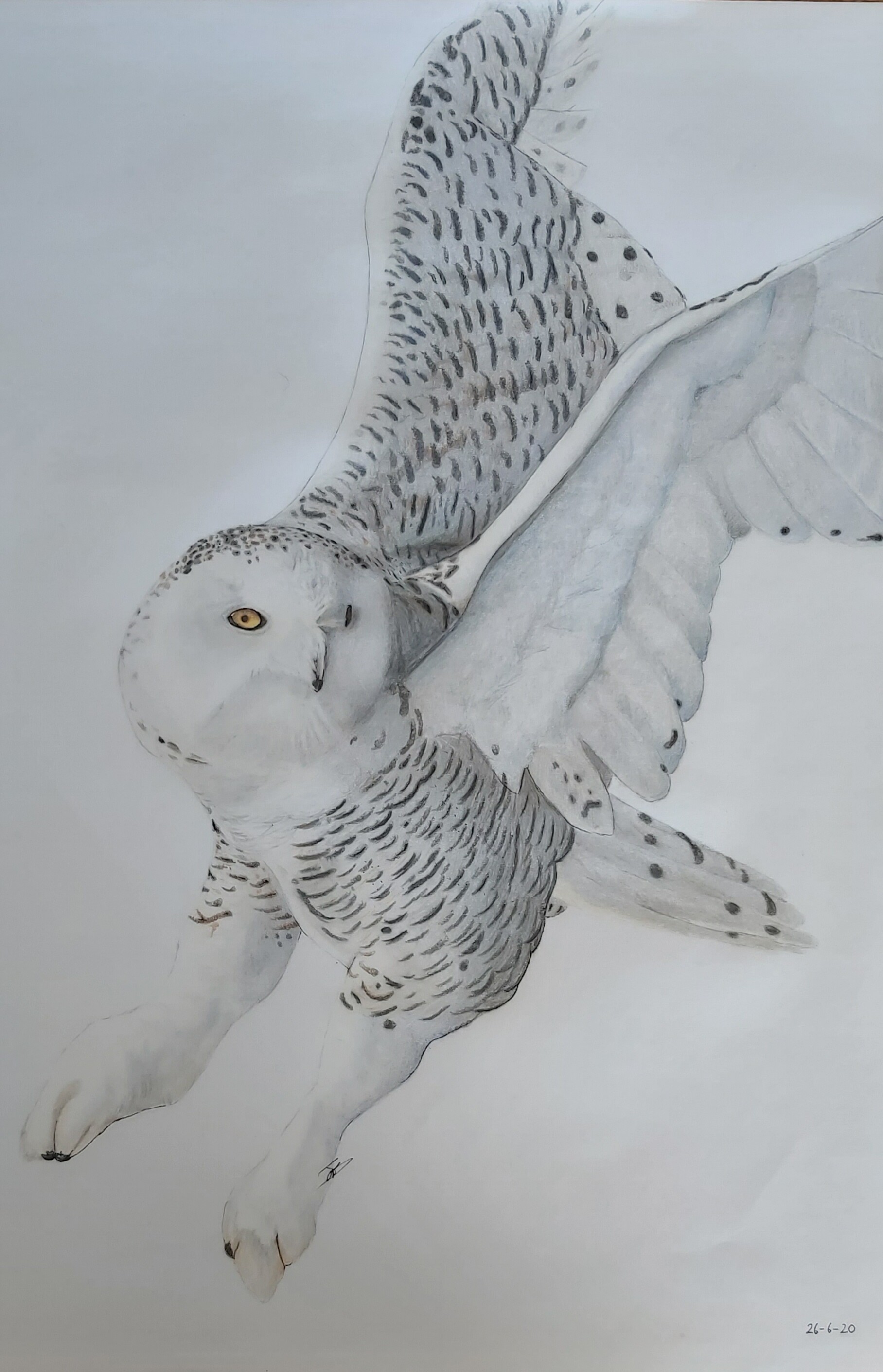 ArtStation Snowy Owl