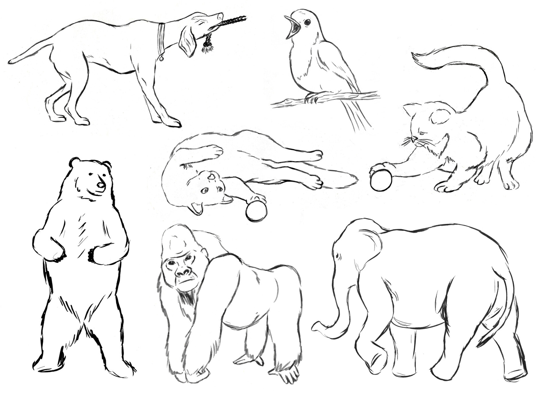 ArtStation - Gesture Drawing - Animals