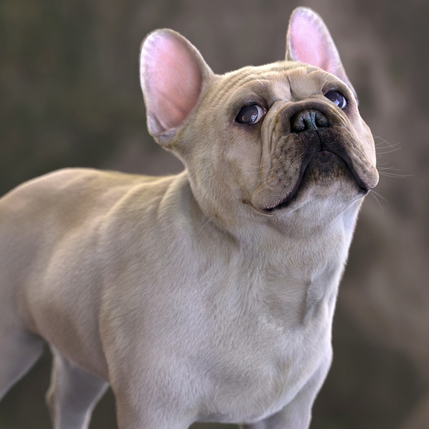Project: Frenchie 