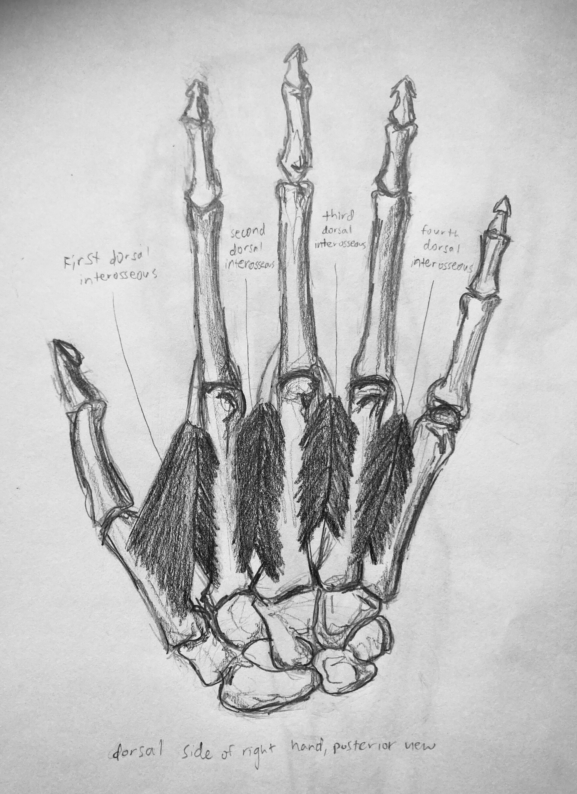 artstation-anatomy-and-physiology-1-hand