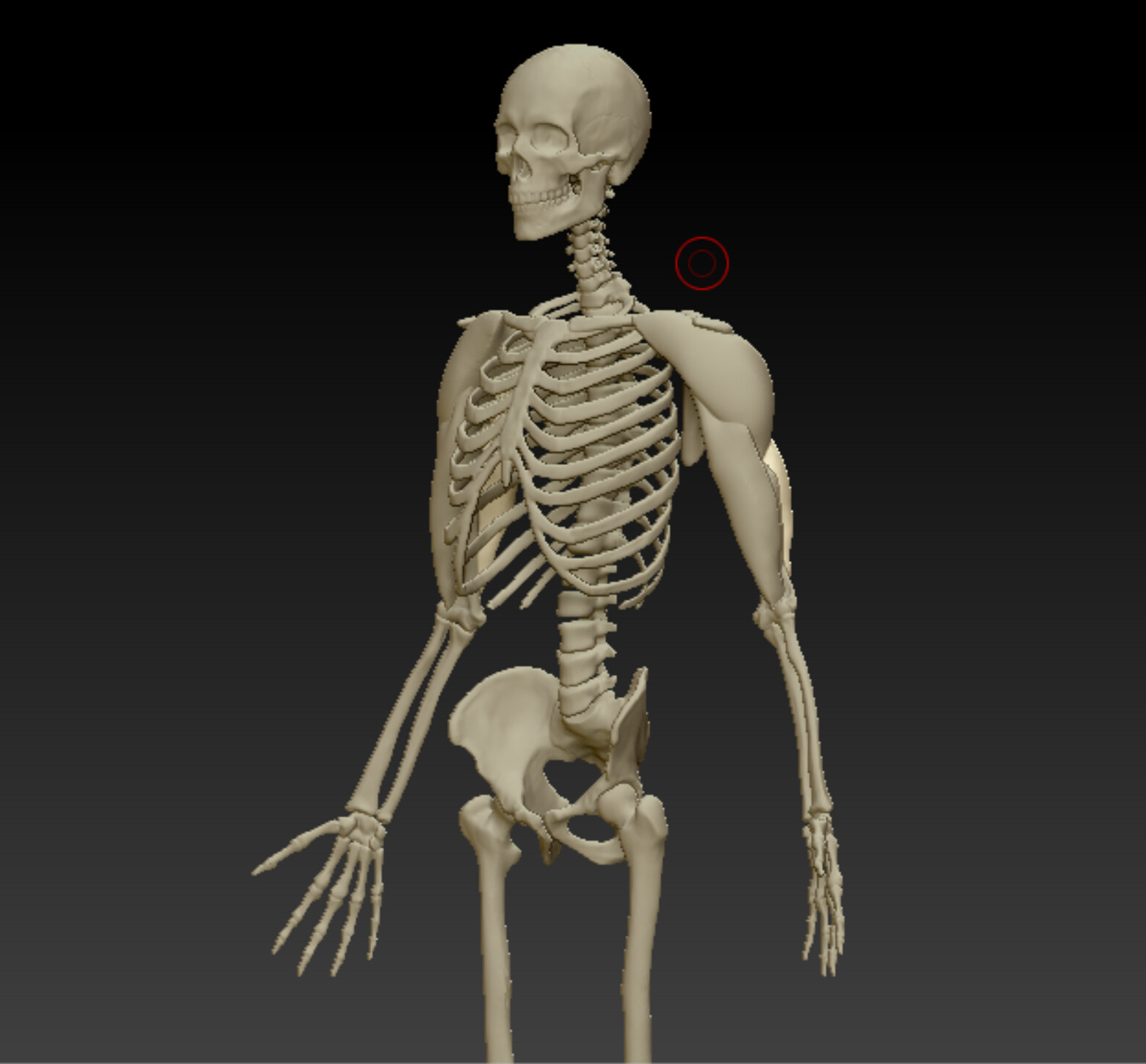 Upper arm muscles, three-quarter view 