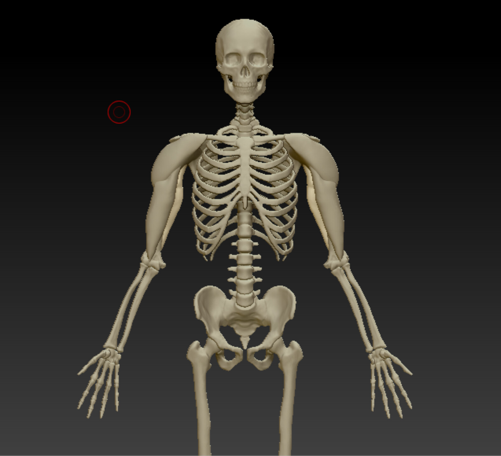 Upper arm muscles, front view 