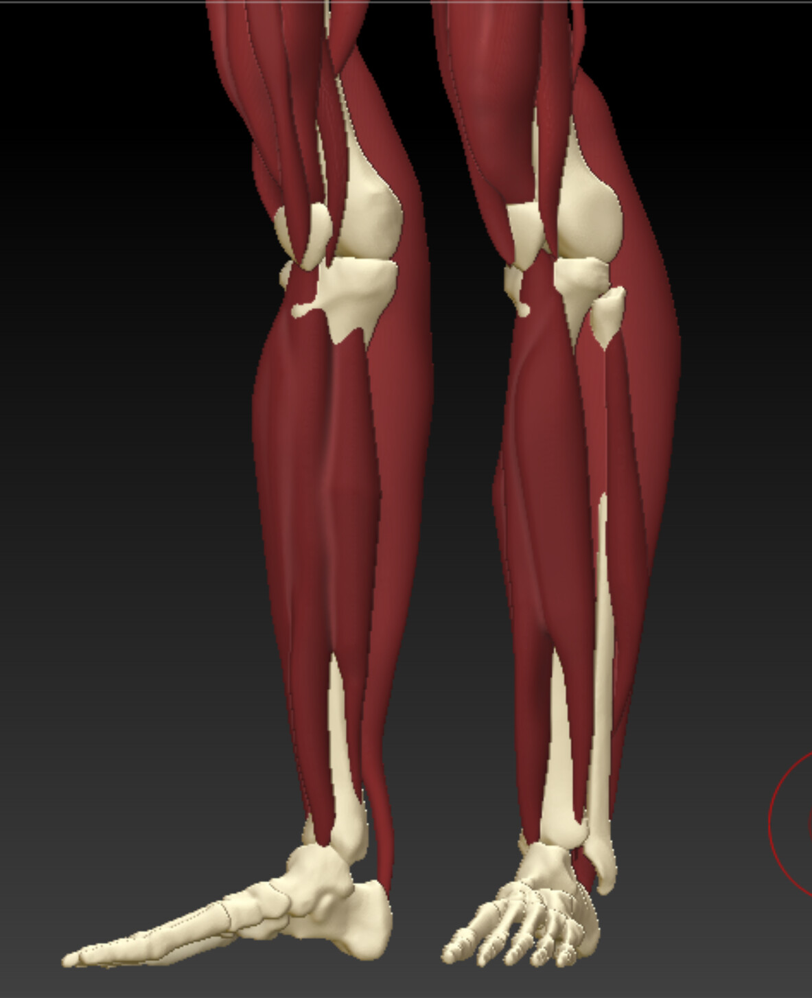 Lower leg muscles, three-quarter view