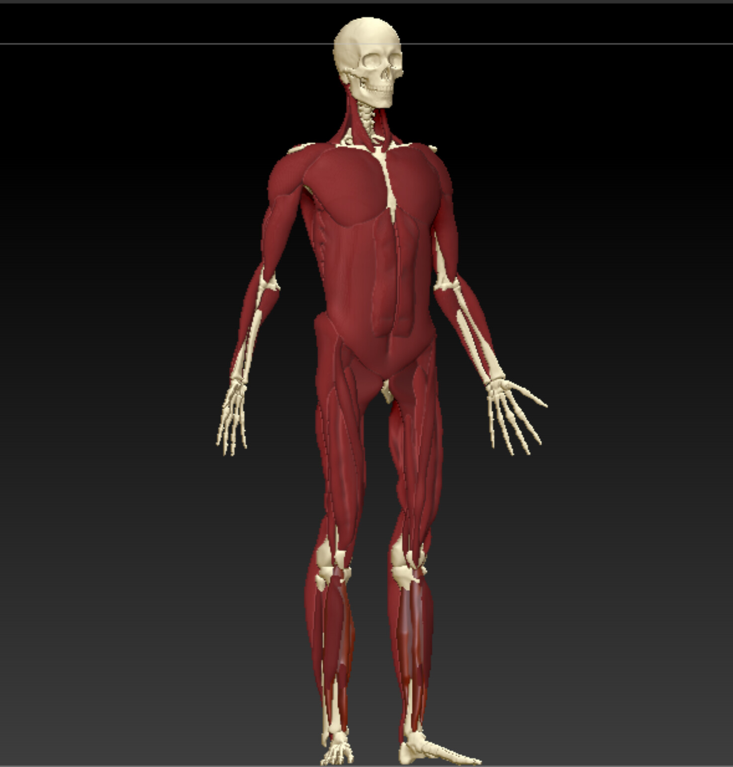 Full body muscle sculpt, three-quarter view
