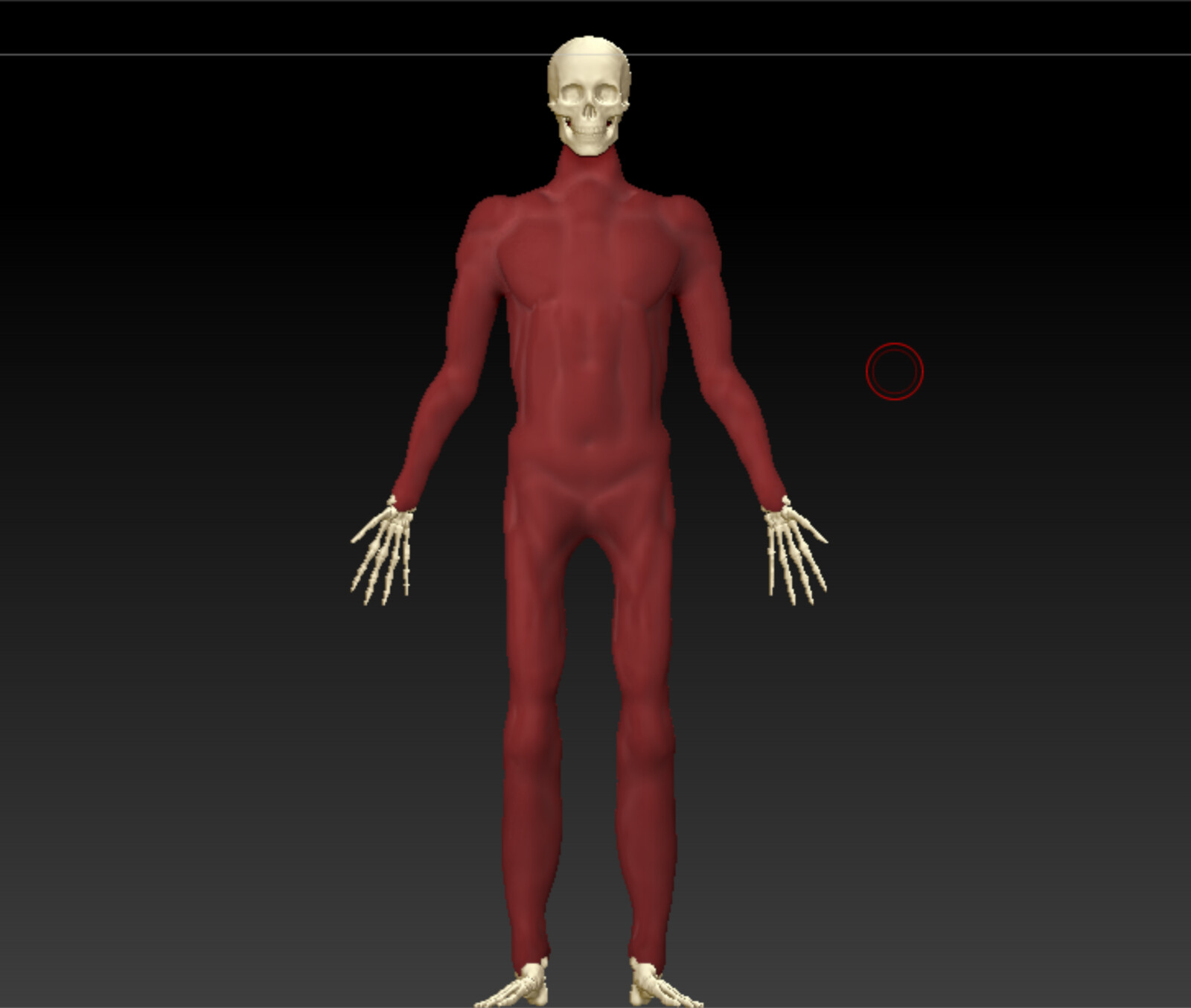Alpha skin sculpt, front view 