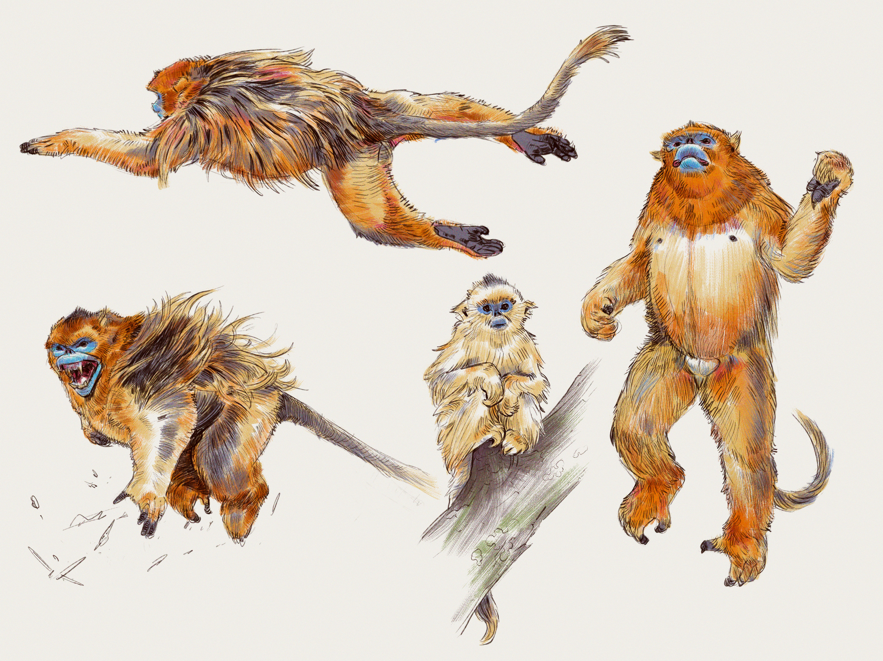 studies of golden-snubed nose monkey