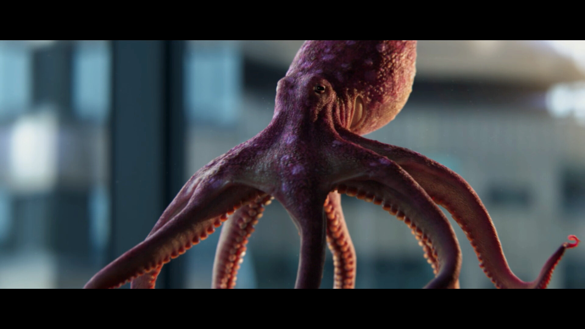 Octopus Cult ‎Smashing Peaceful Society Octopus Cult ?Smashing Peaceful Socie（For the last two