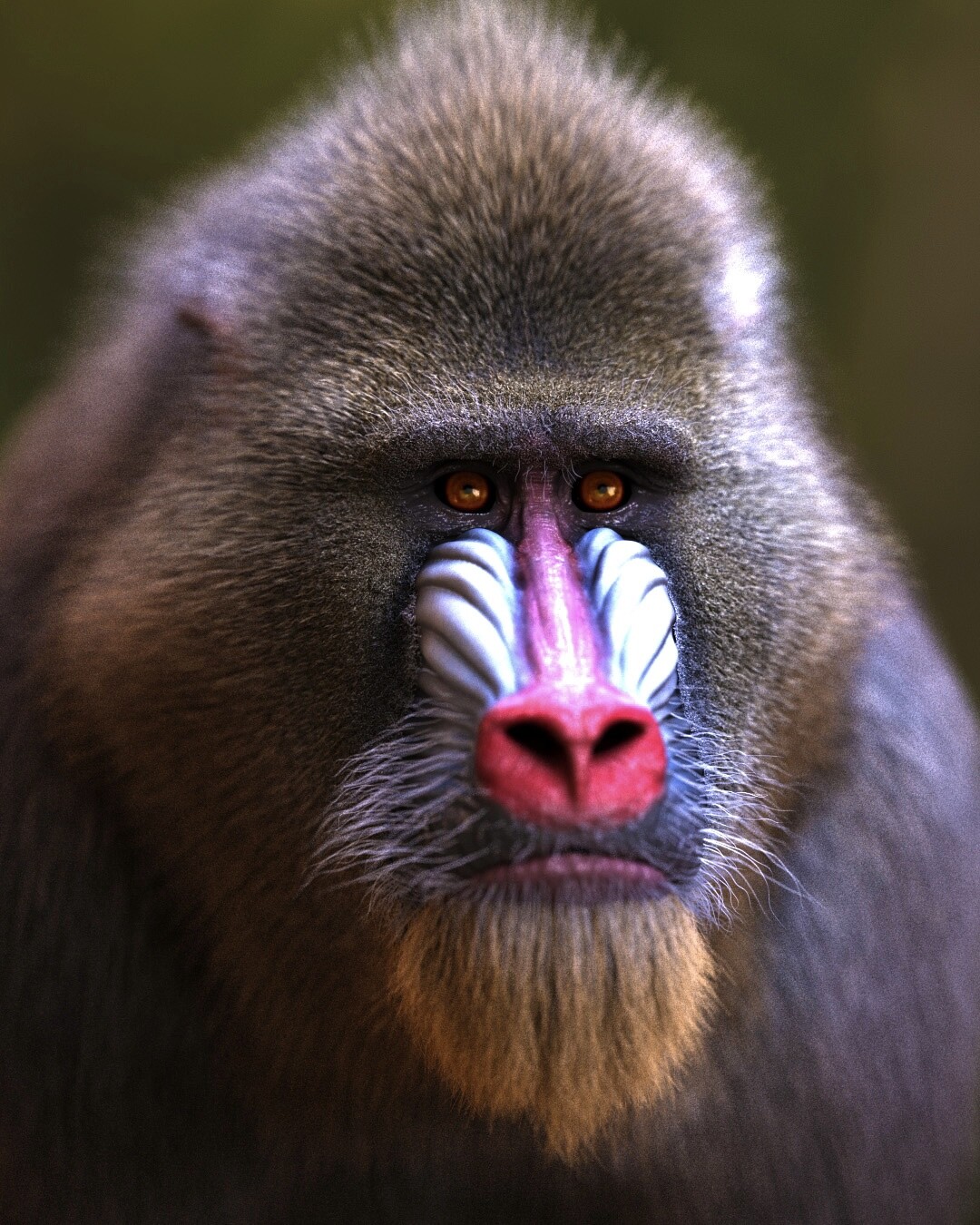 Mandrill#2