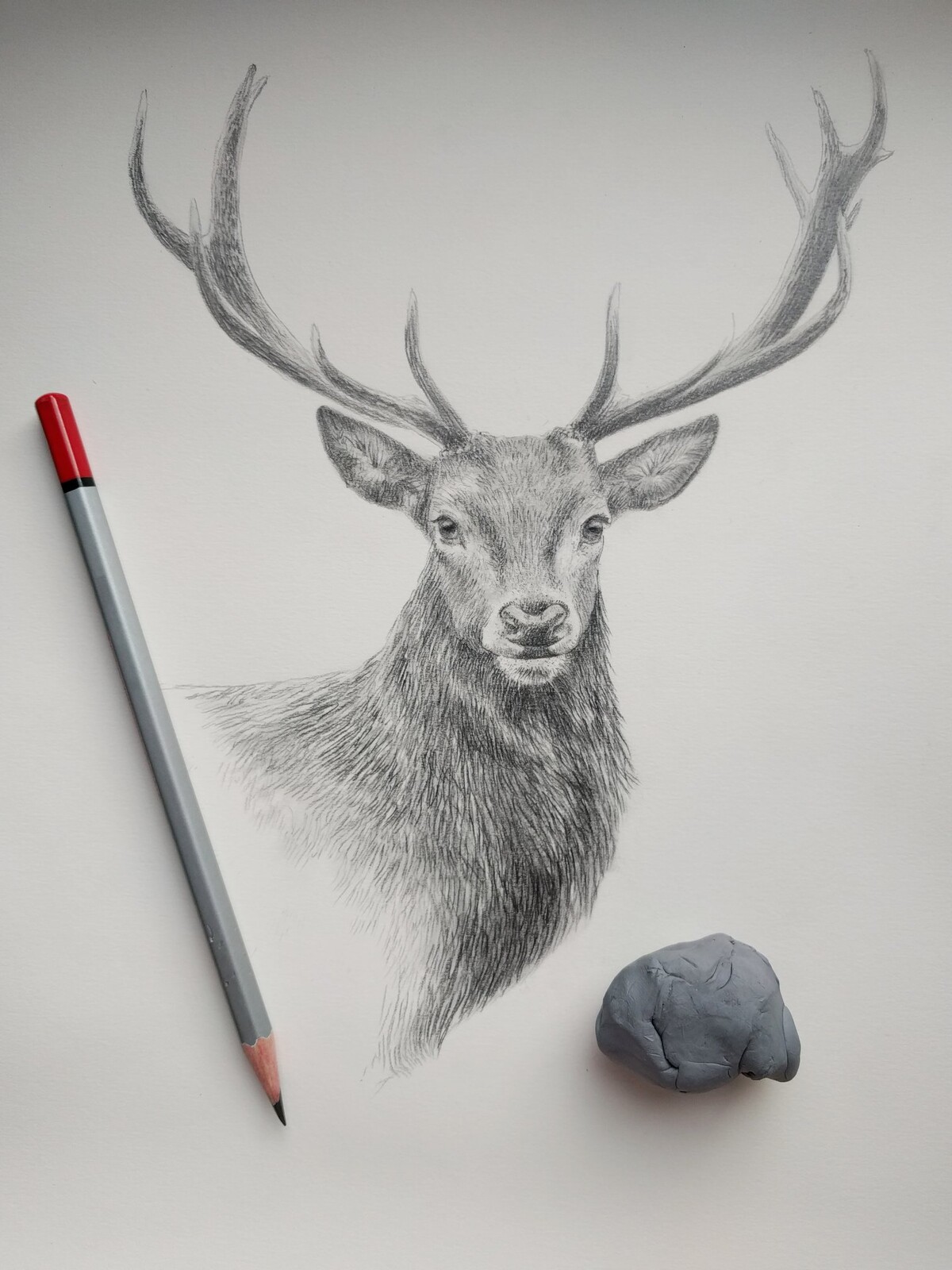 Stag
