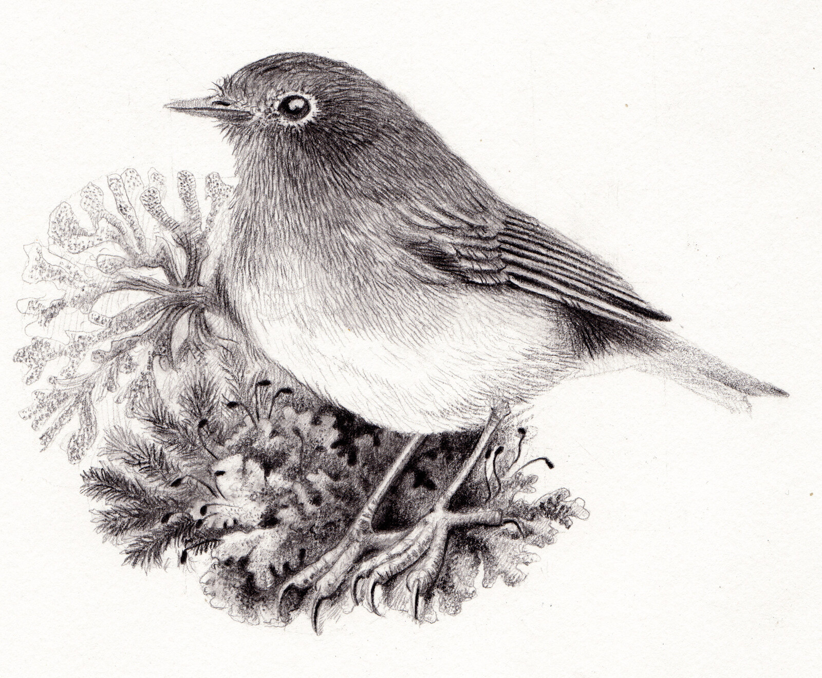 Robin