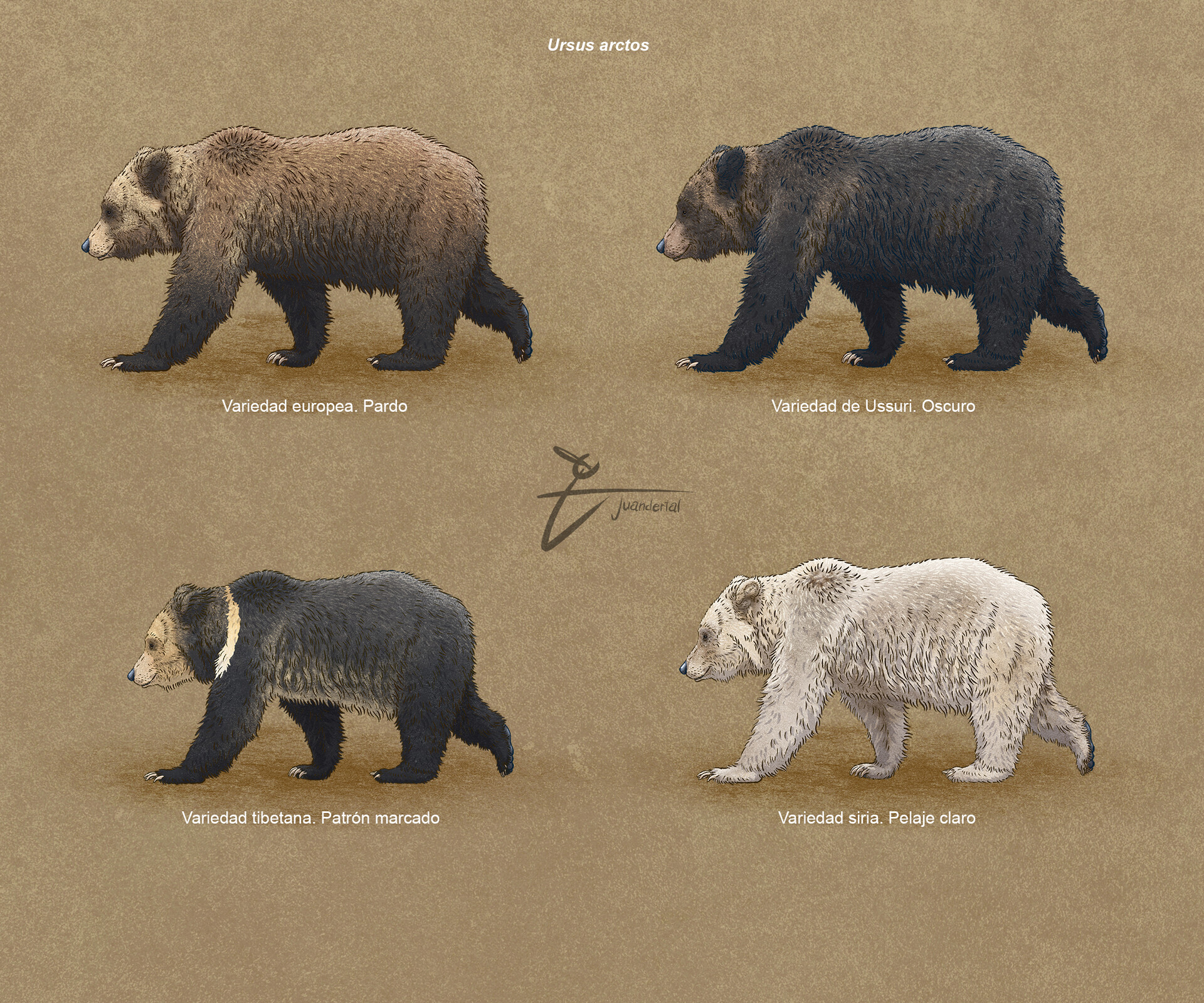 Juandertal Bears Extant Juandertal Bears Extant