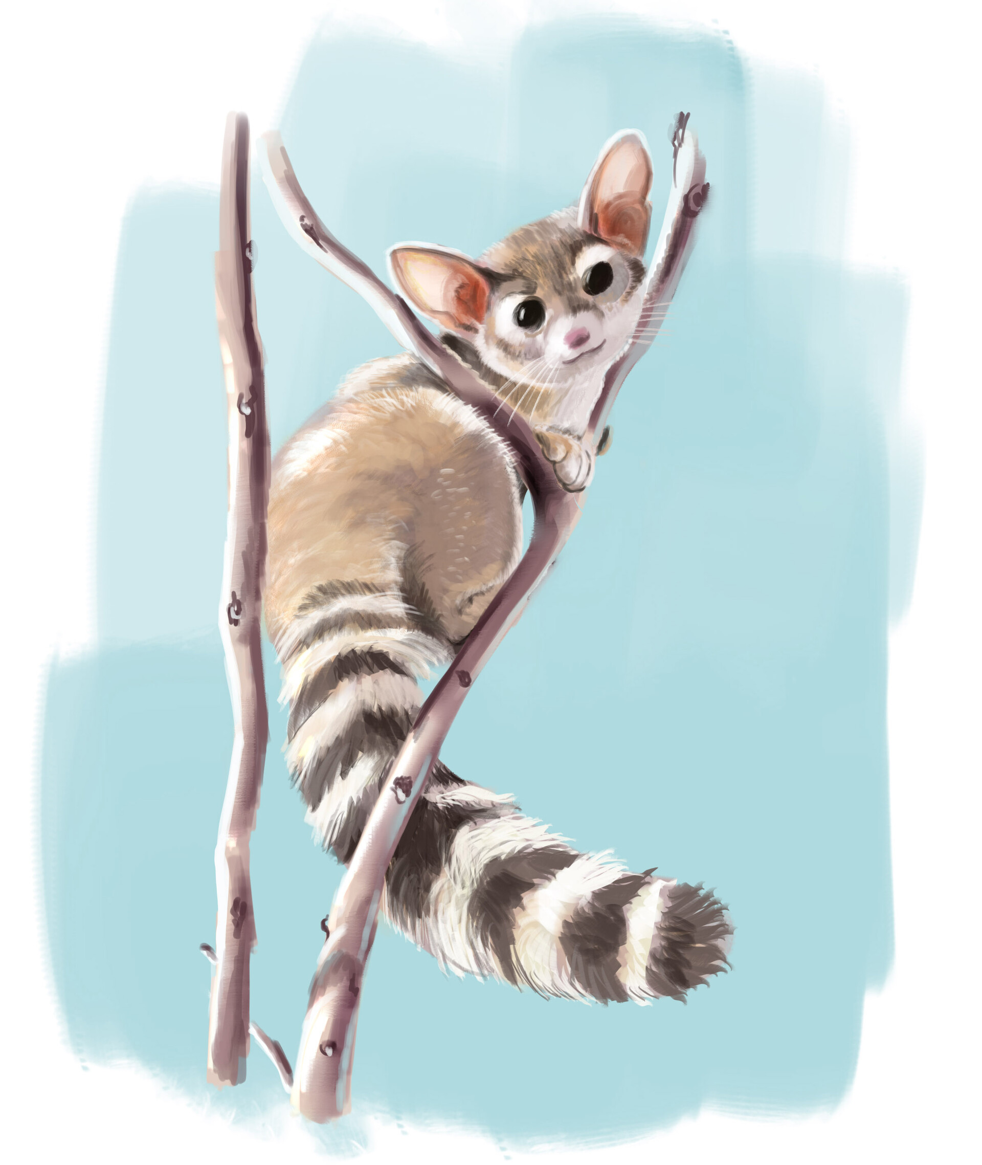 ArtStation Ring Tailed Cat