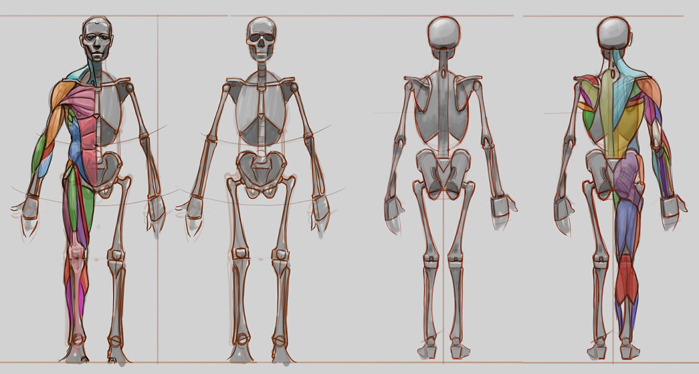 Anatomy study