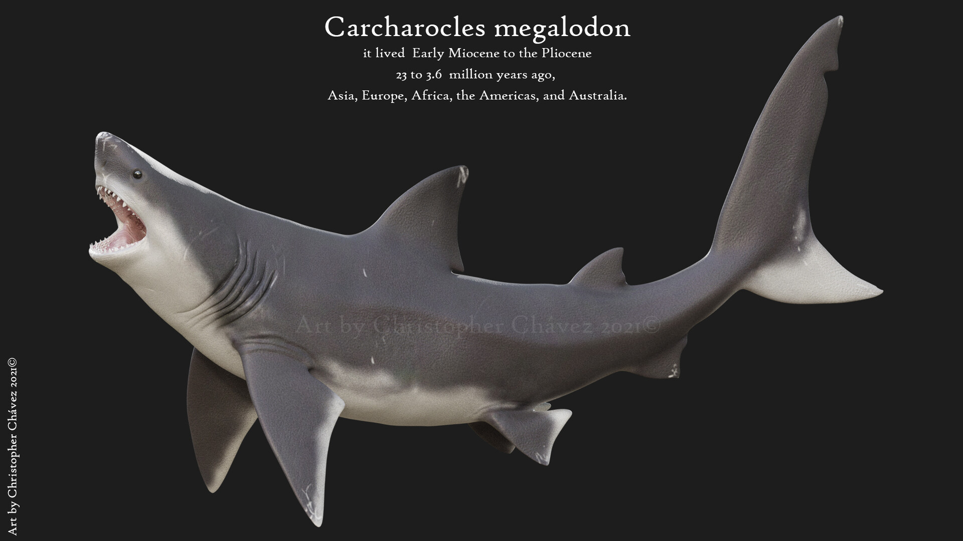 carcharodon megalodon maximo