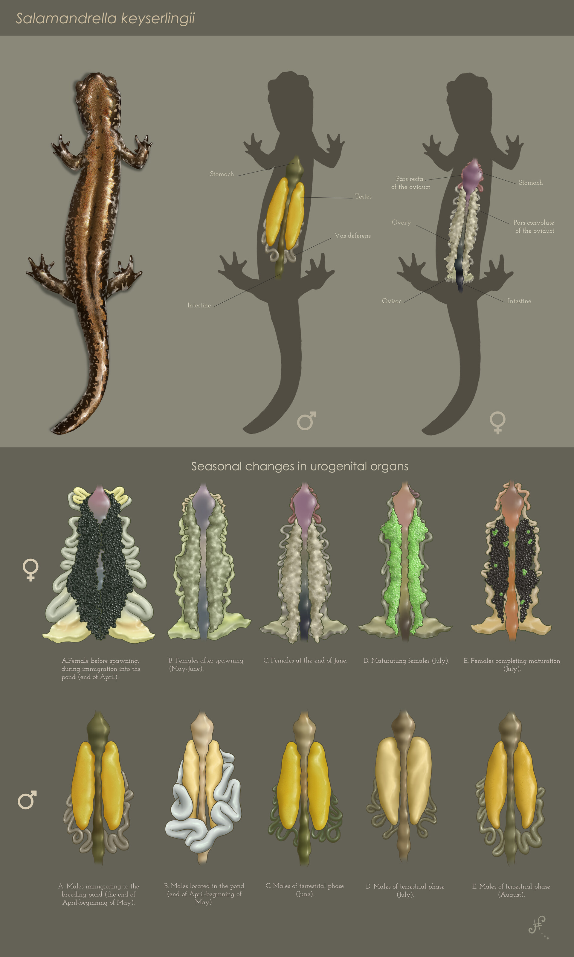 ArtStation Siberian salamander SALAMANDRELLA KEYSERLINGII