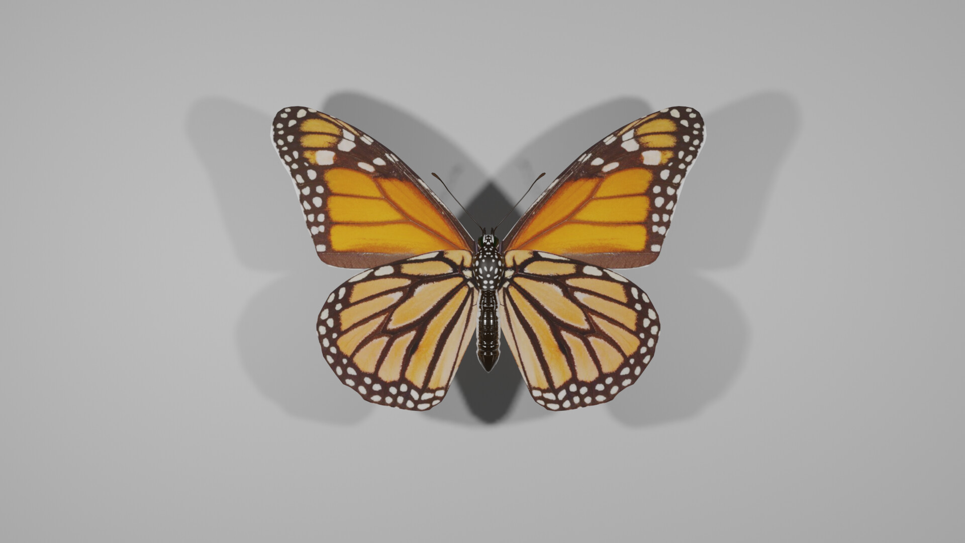 ArtStation - Butterfly 3d Model Game ready Animated