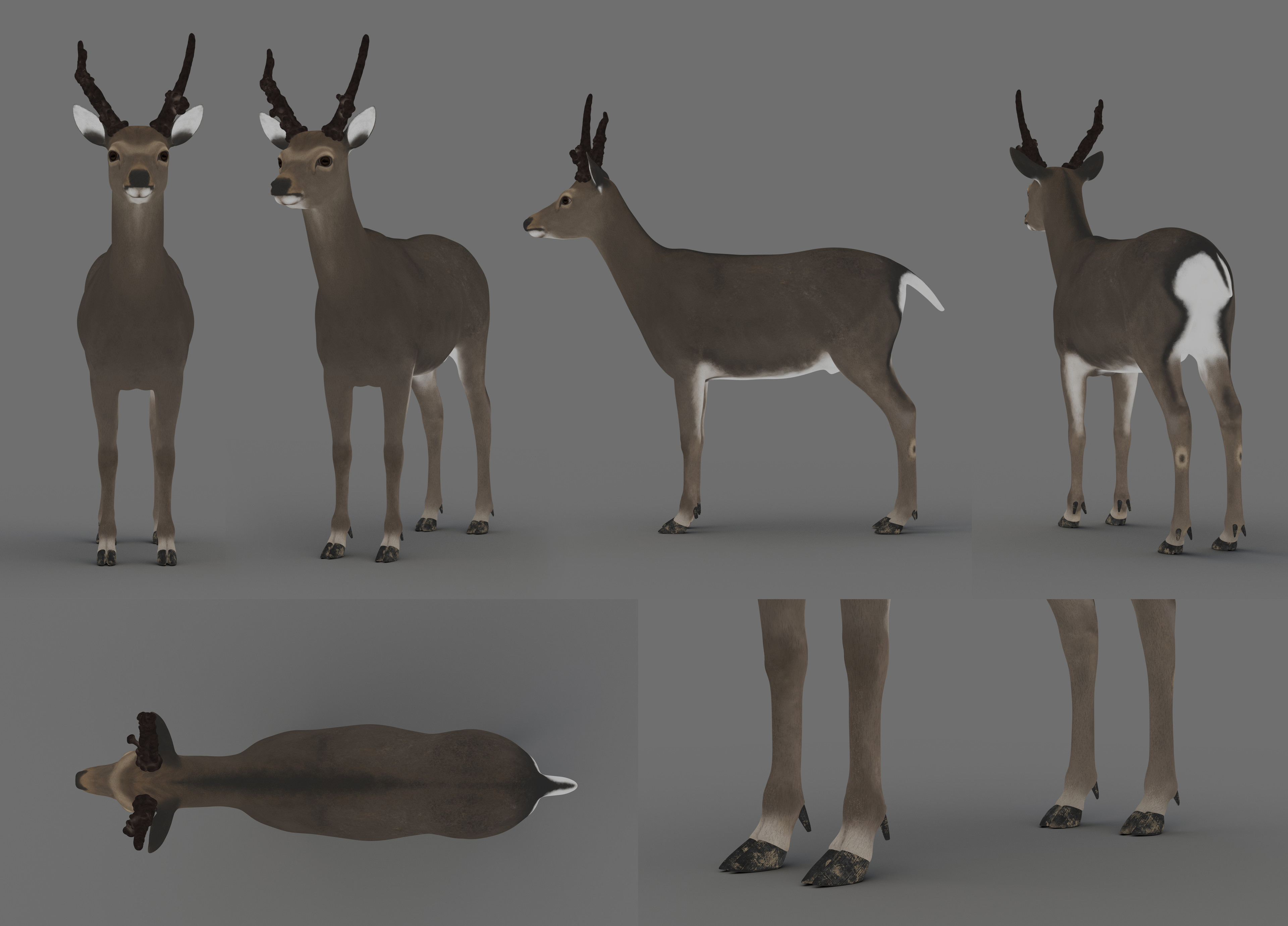 Deer Texture