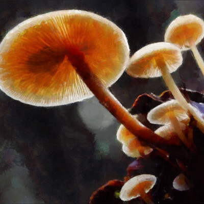 Mytee fungus 2