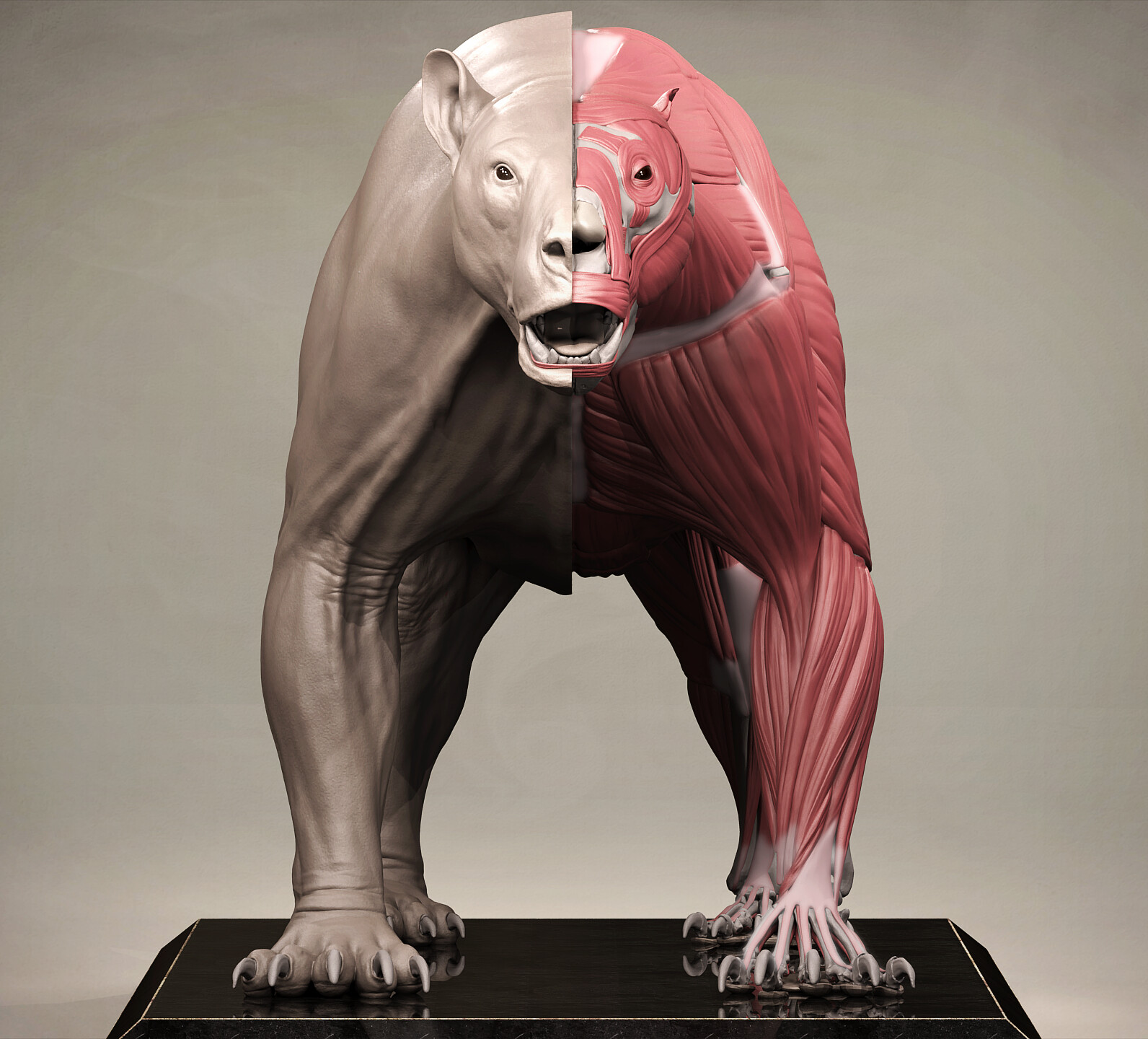 Stan Kolev - Grizzly Bear Anatomy, Ursus arctos horribilis