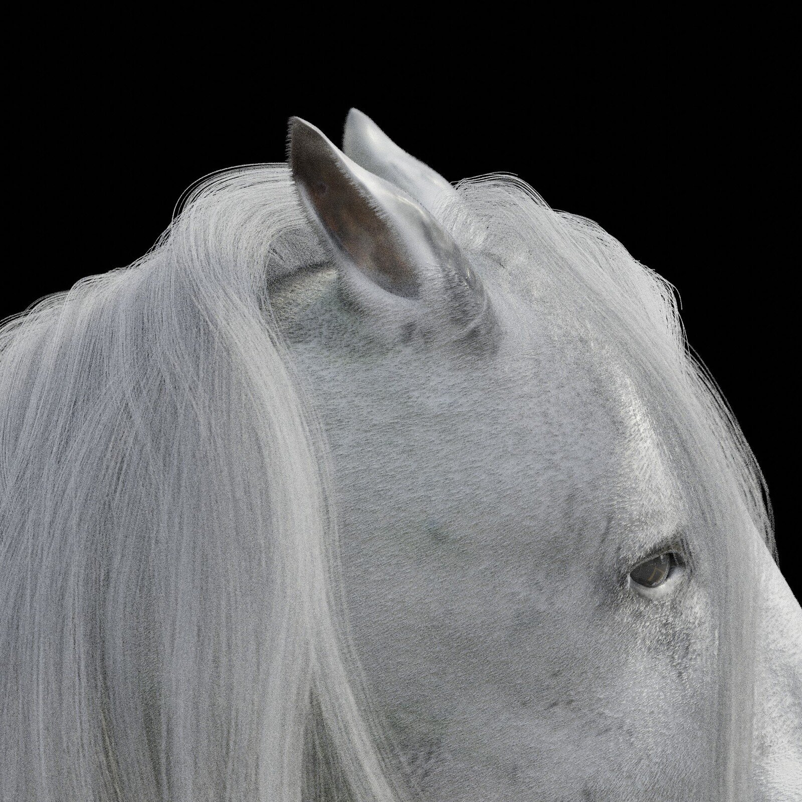 Ears Detail