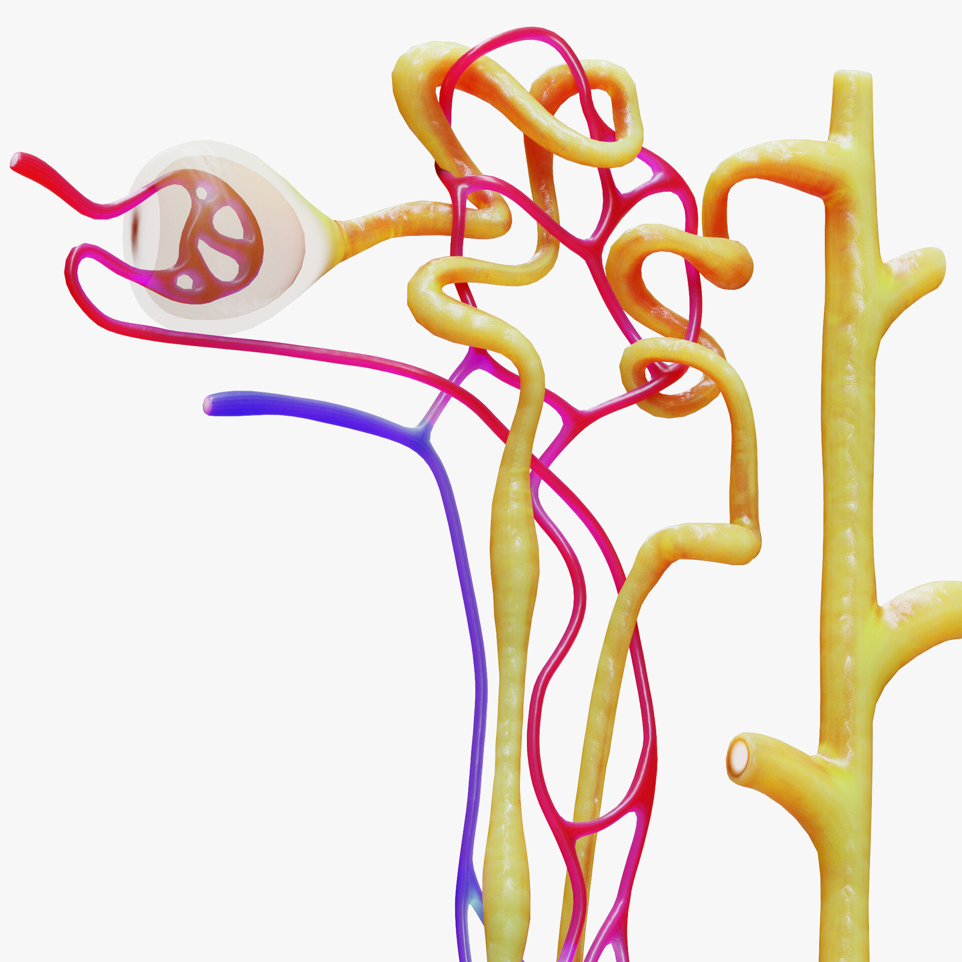 ArtStation - Kidney Nephron