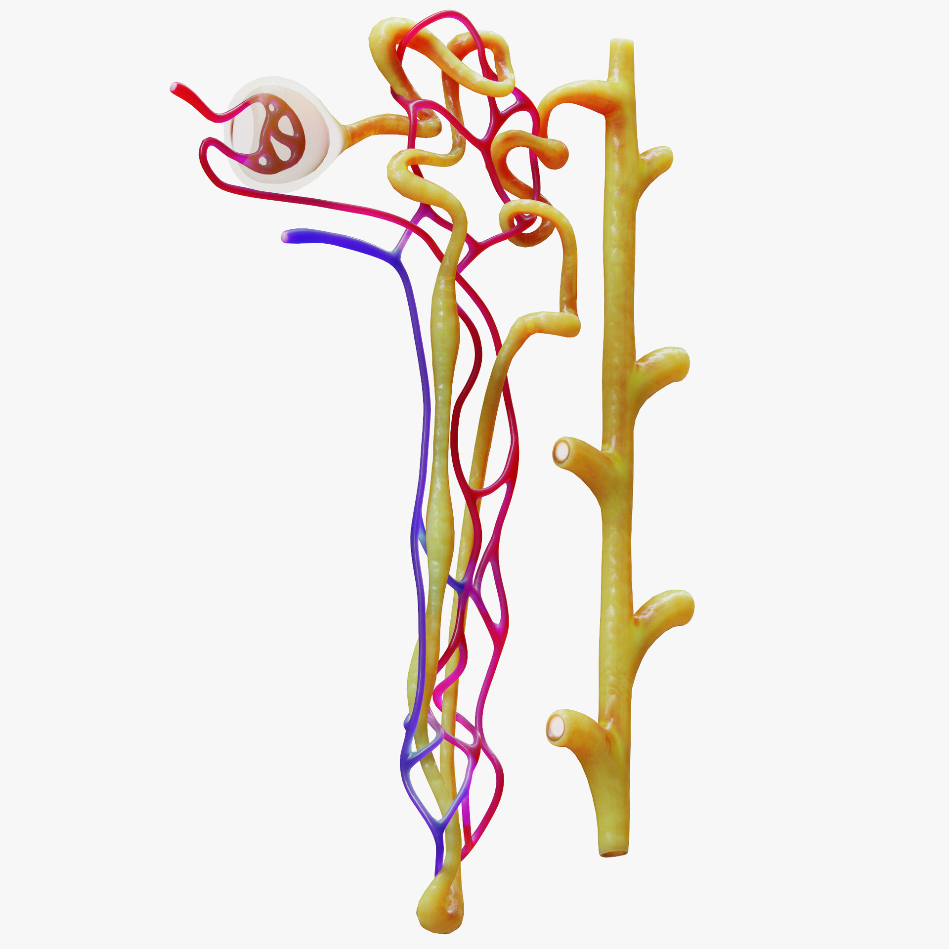 ArtStation - Kidney Nephron