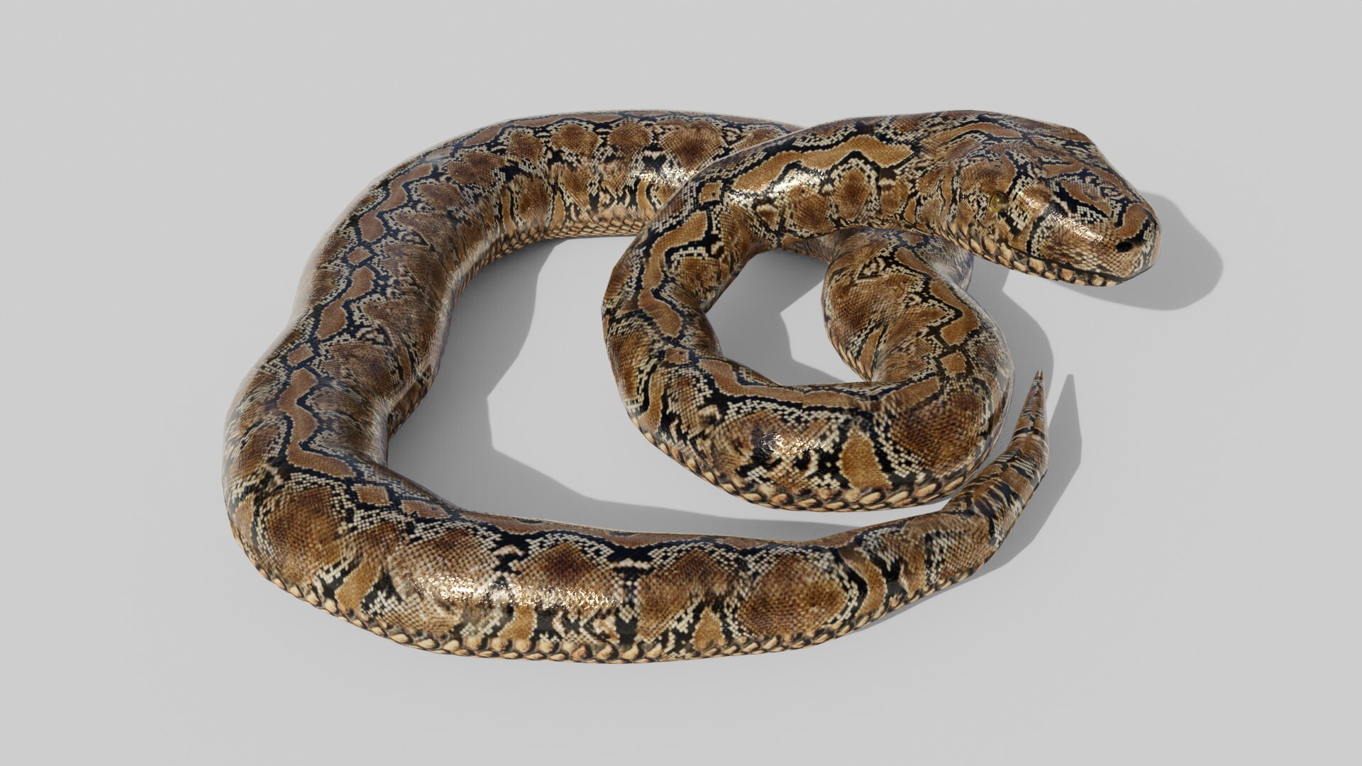 ArtStation - Python Snake - Low Poly - Game Ready - PBR