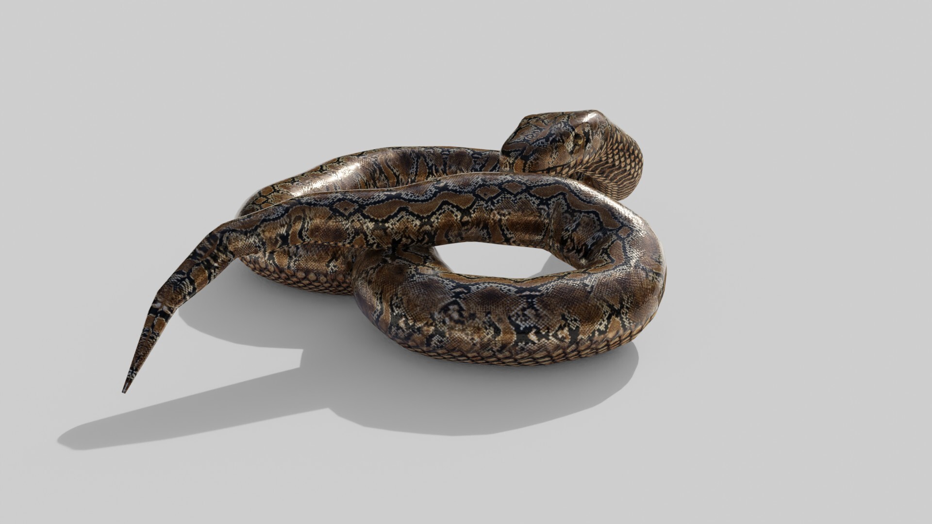 Rattle Snake 3D Model Game Ready - Team 3d Yard