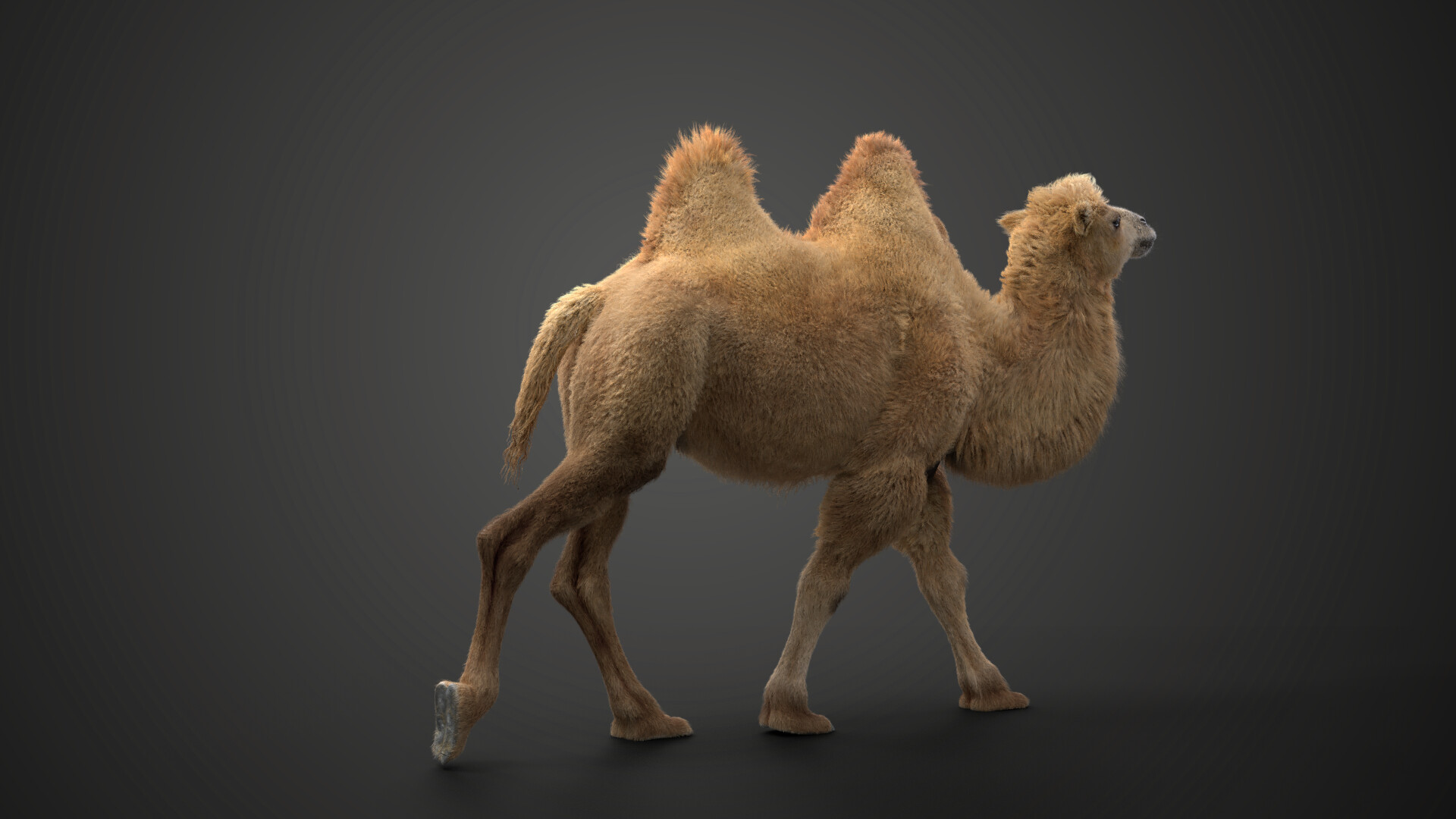 ArtStation - Bactrian Camel Animated | VFX Grace