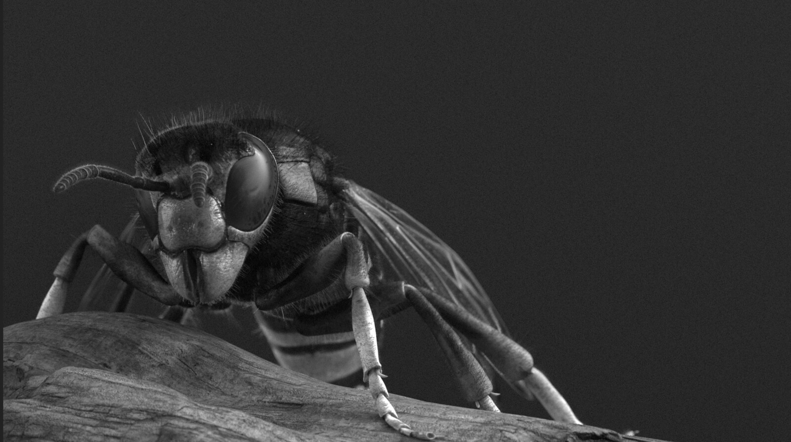 Frelon rendered in renderman without compositing ( just the grain )