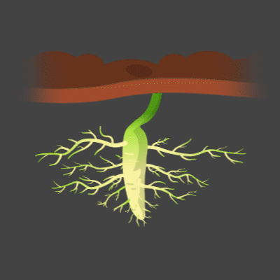 the root has some reactions too!