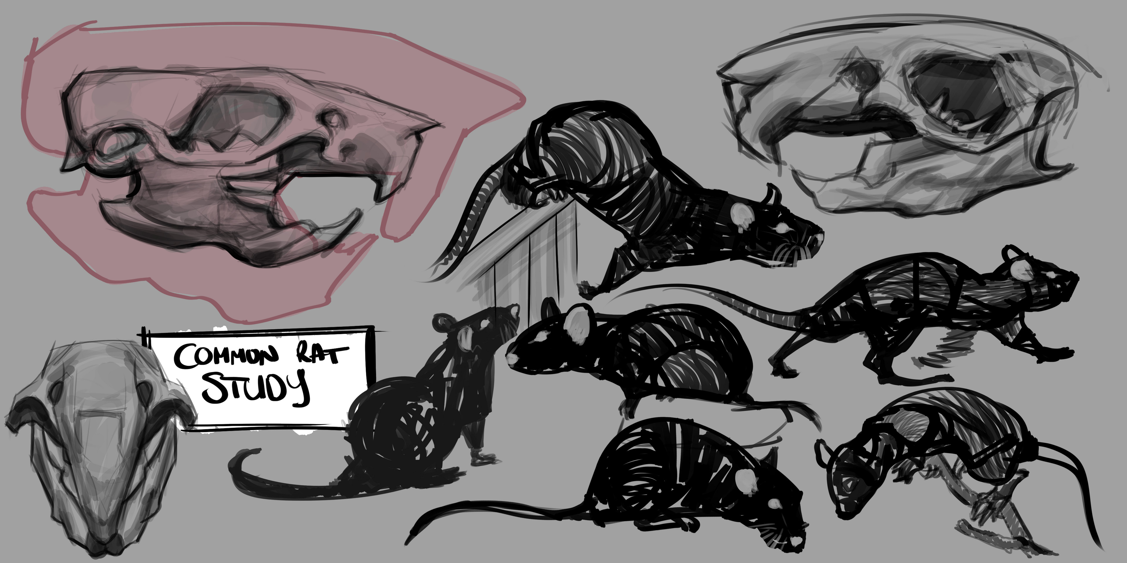 Animal Studies 
