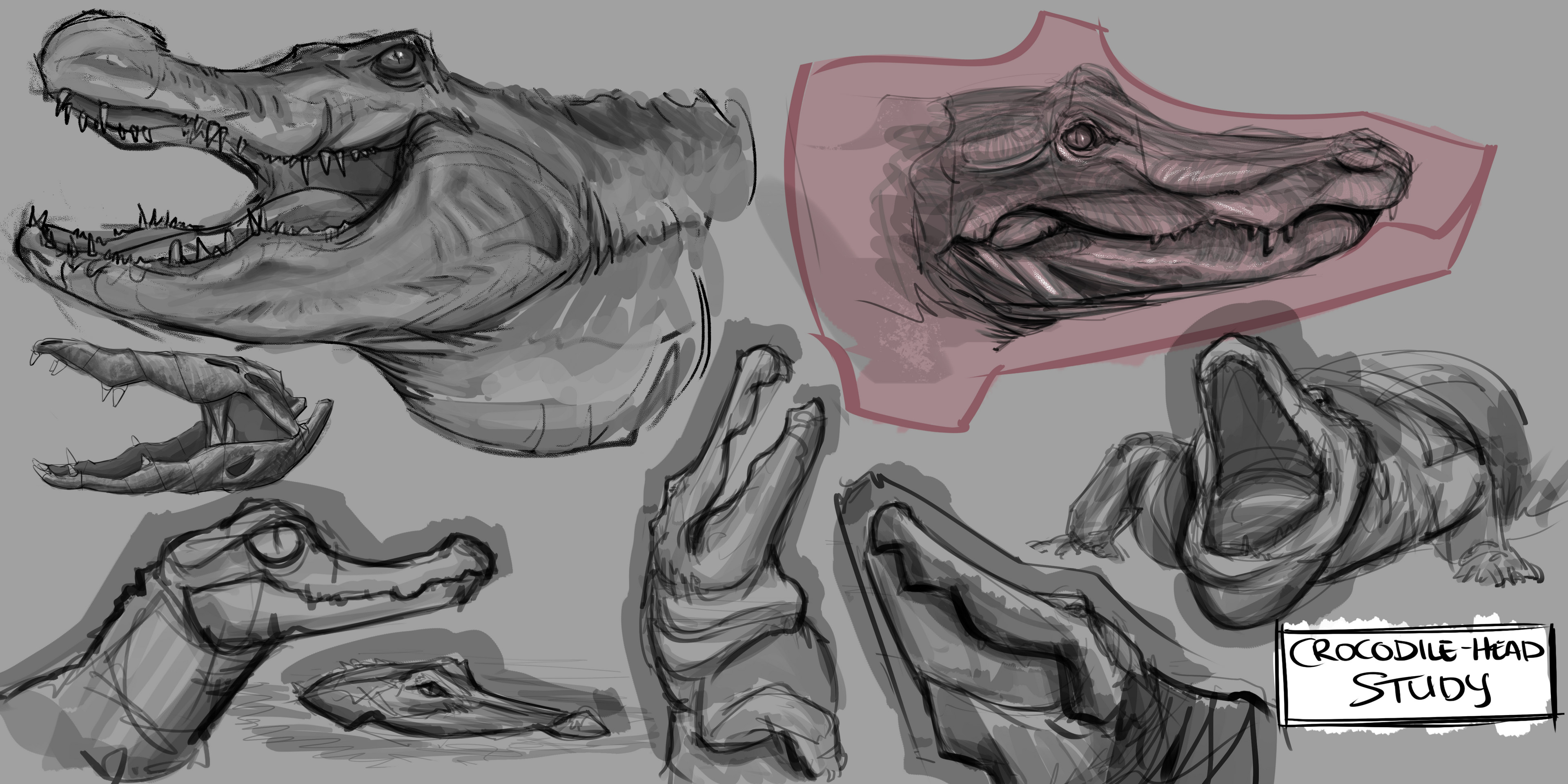 Animal Studies 