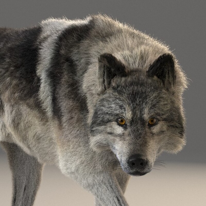 Realistic Wolf