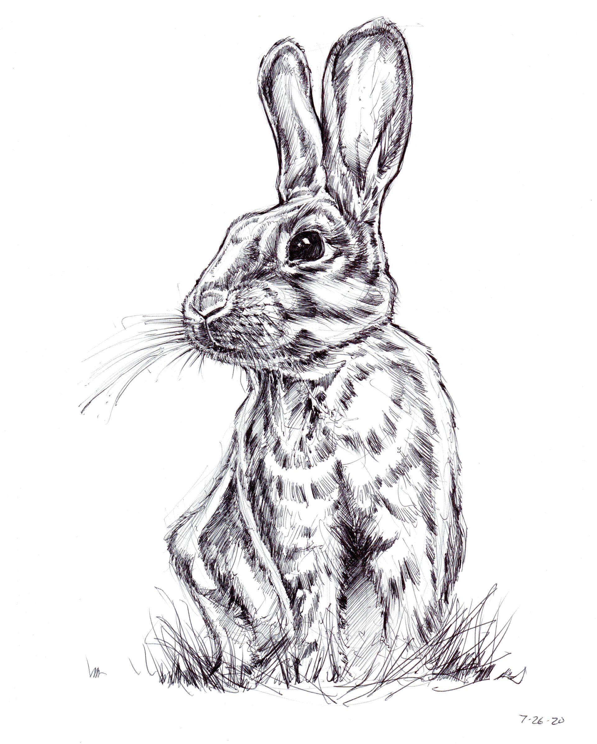 ArtStation Daily Drawing Series 001 Timelapse Bunny Sketch