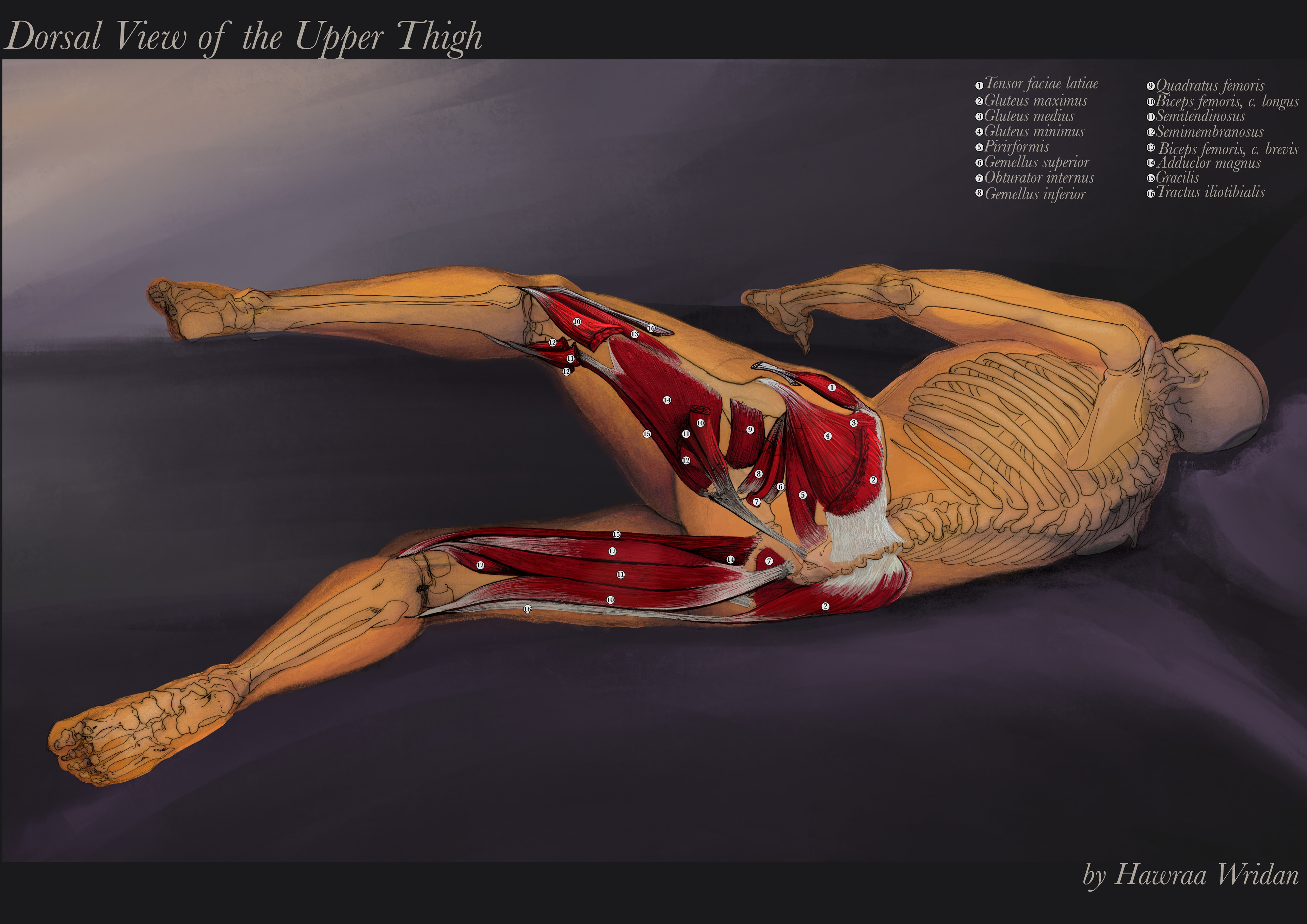 Labeled muscles of the hip and upper thighs of the painting using a numbered layout with the legends on theupper right corner