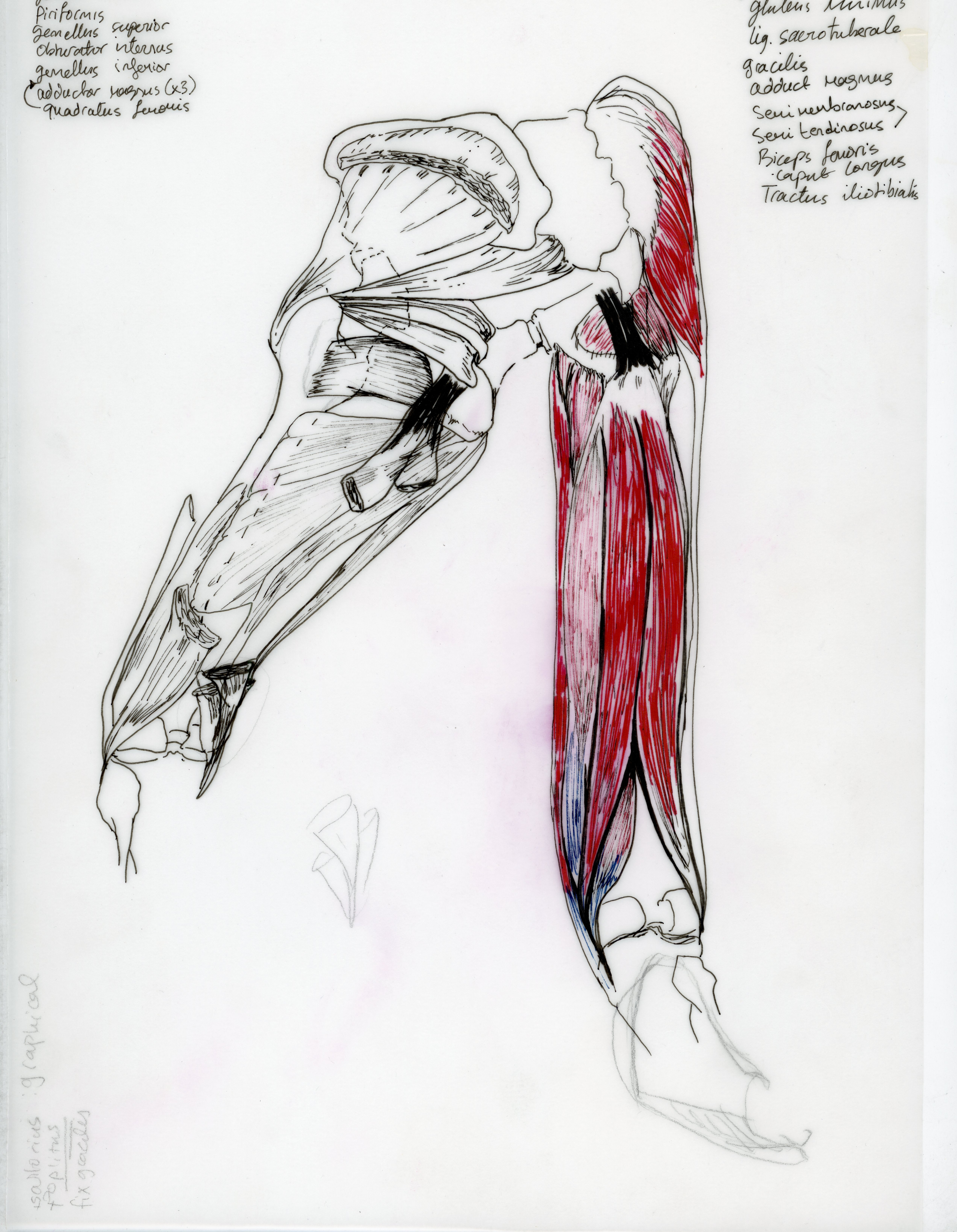 Sketcho of the muscles in position on the model