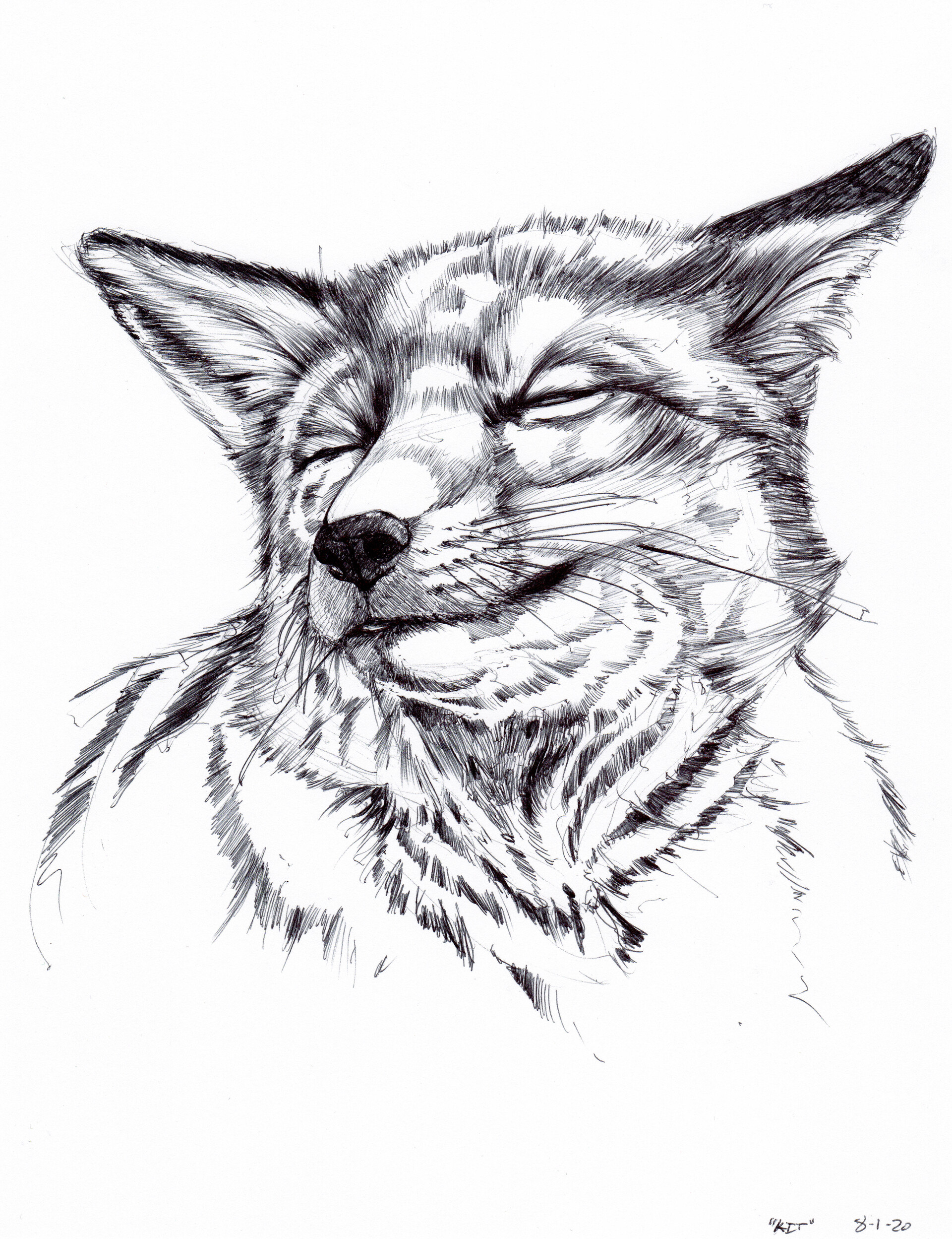 ArtStation - Daily Drawing Series 003 - Timelapse Fox Sketch - Black and  White Ballpoint Pen Animal Drawing