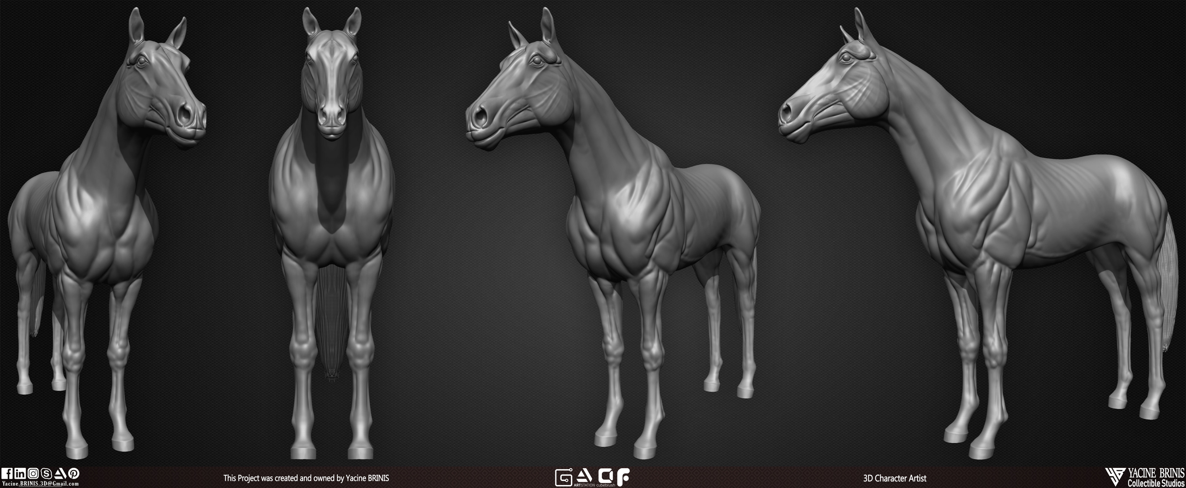 Horse anatomy Basemesh 3D Model sculpted by Yacine BRINIS 004