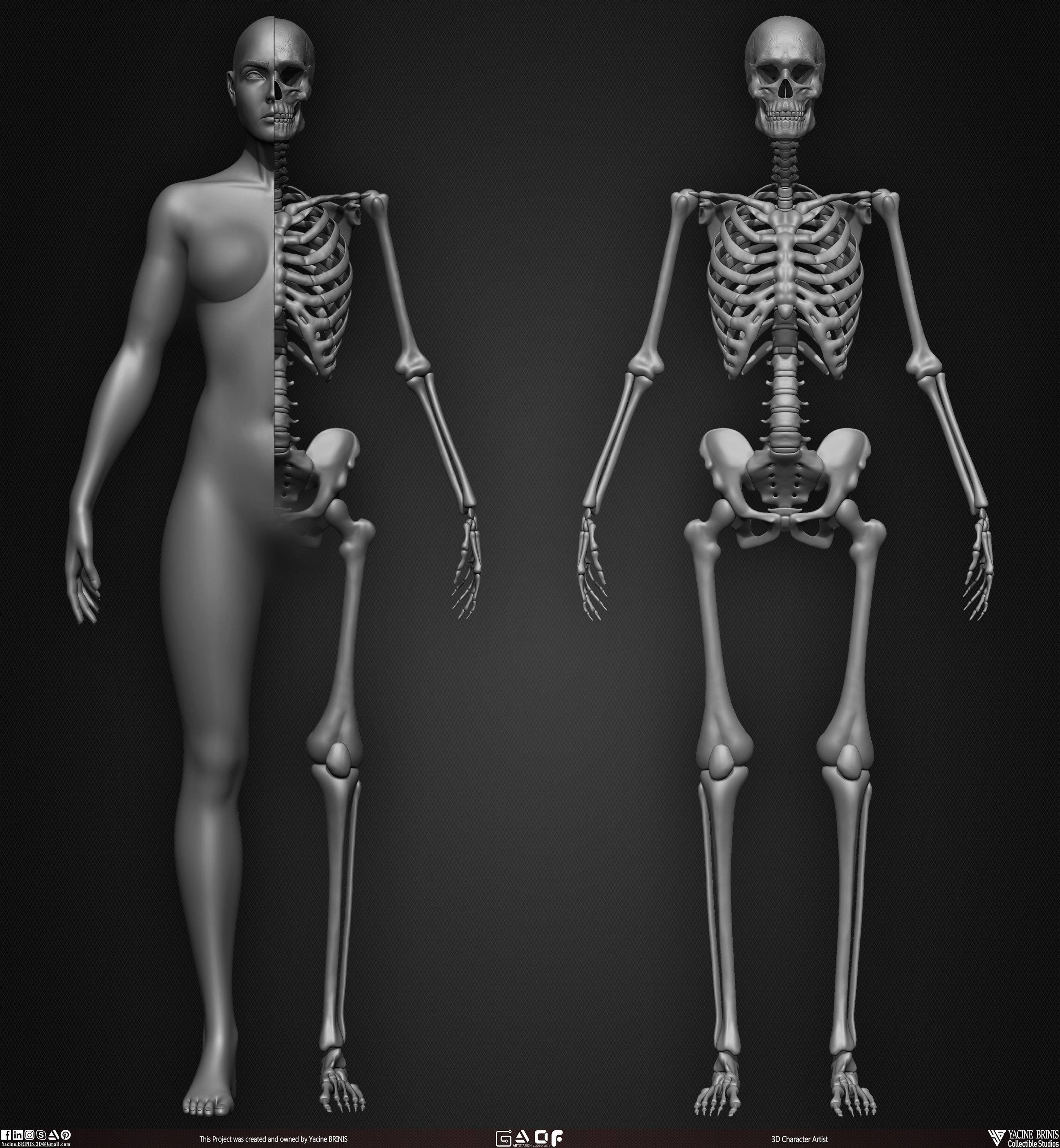 Female Human Skeleton 3D Model sculpted by Yacine BRINIS 010