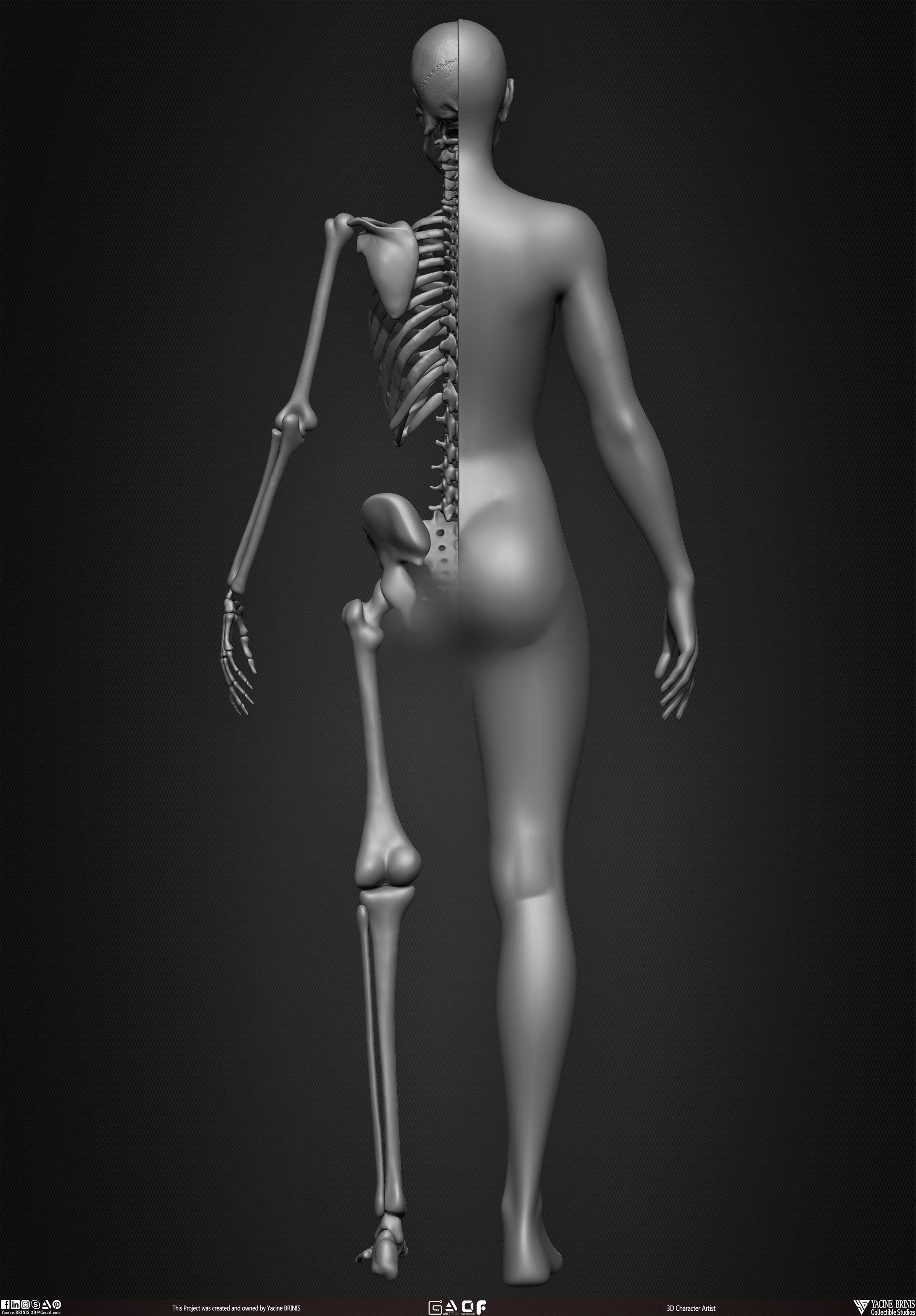 Female Human Skeleton 3D Model sculpted by Yacine BRINIS 012
