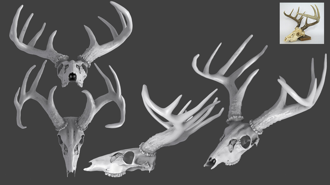 Deer skull 