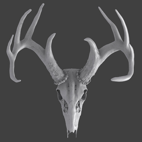 Deer skull