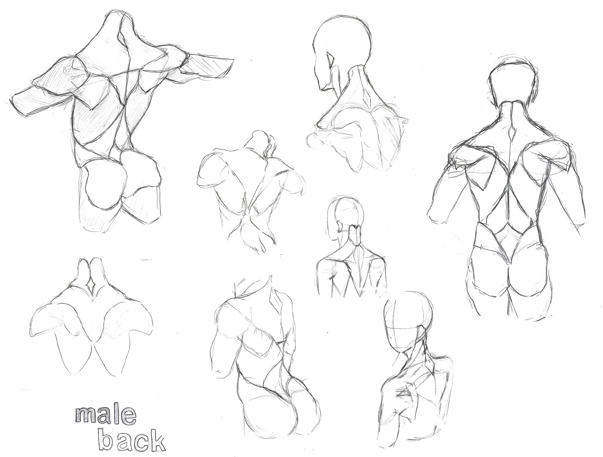ArtStation - Male back anatomy