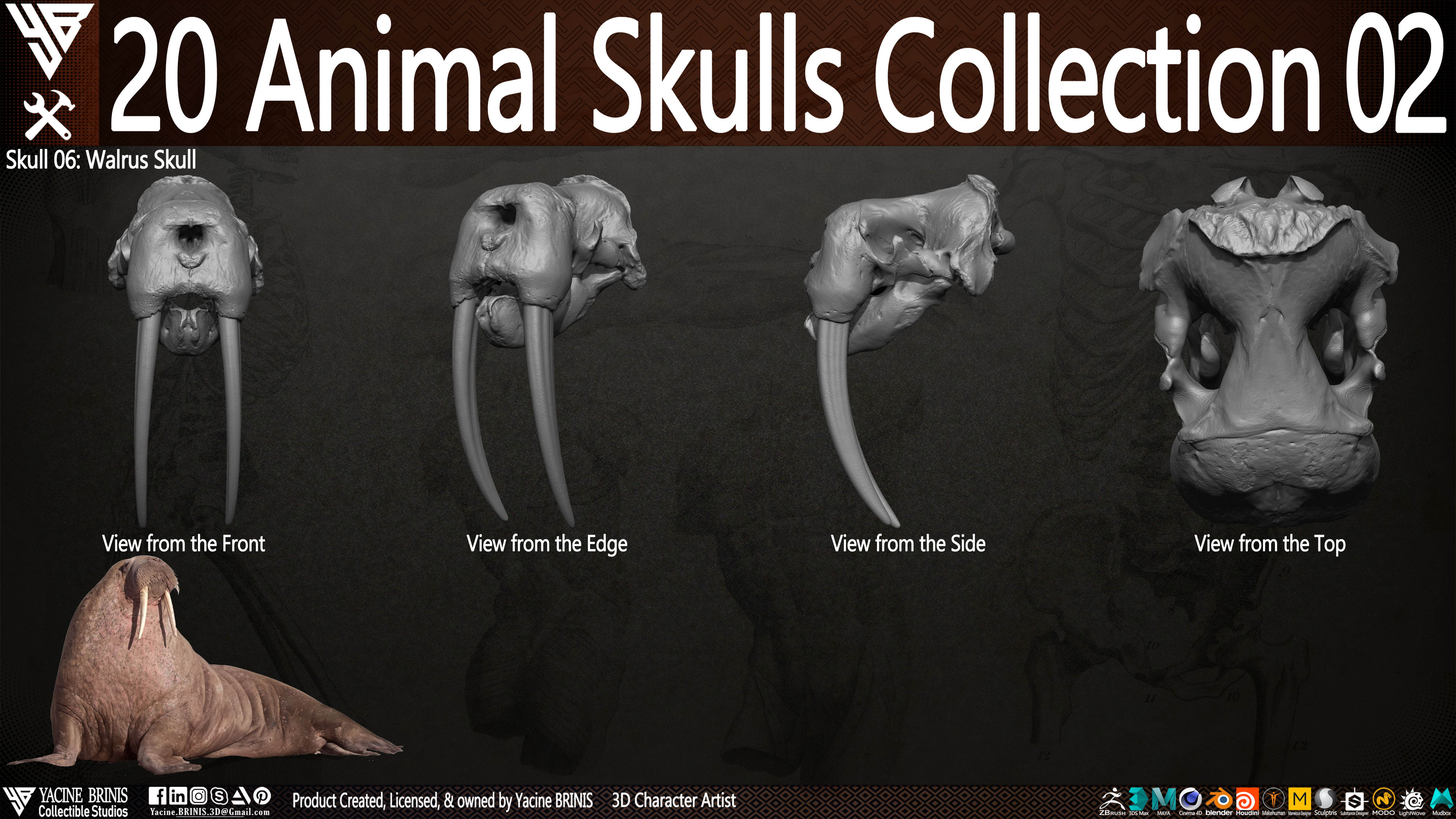 20 Animal Skulls Collection 03 By Yacine BRINIS Set 037