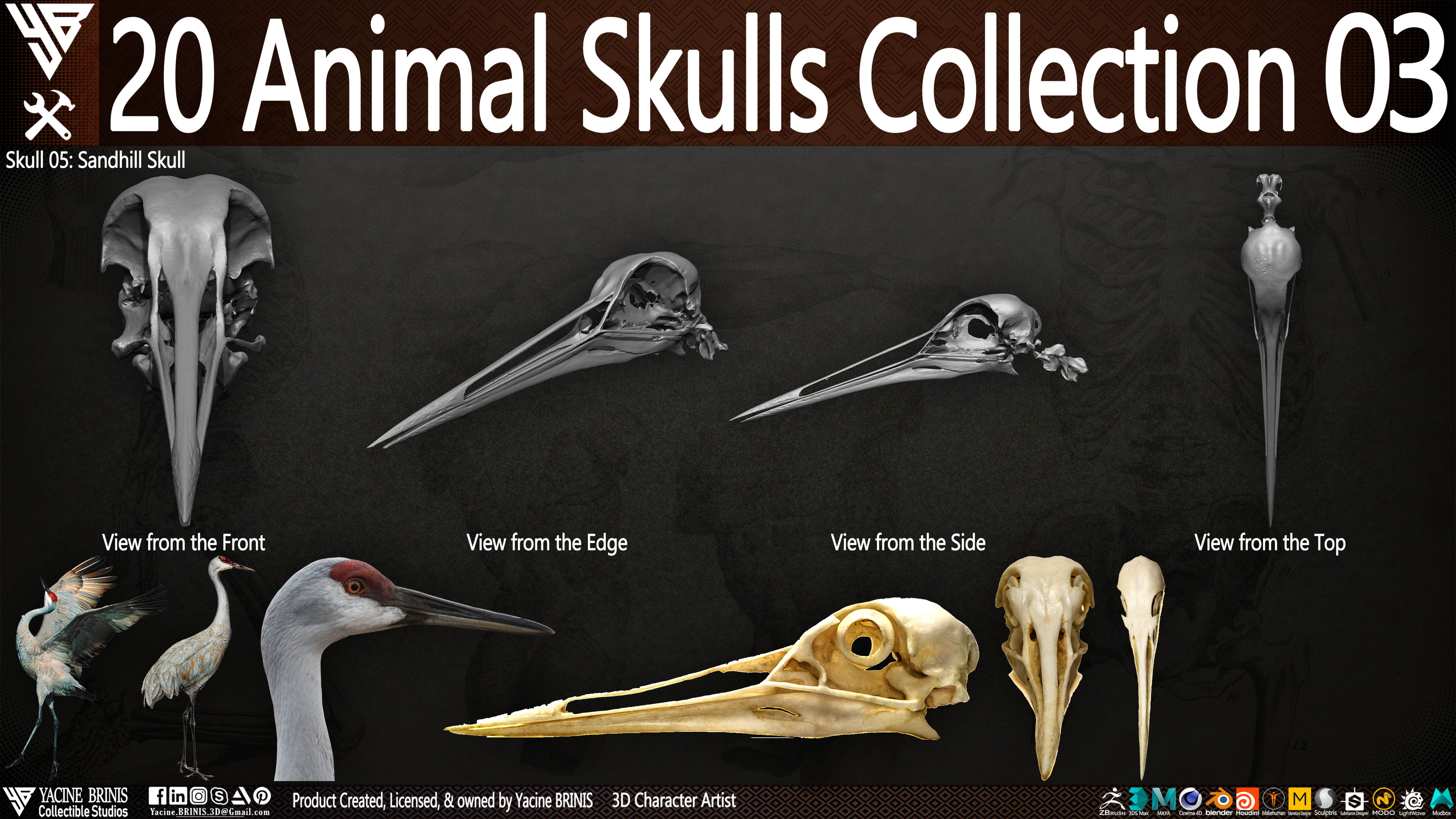 20 Animal Skulls Collection 03 By Yacine BRINIS Set 061