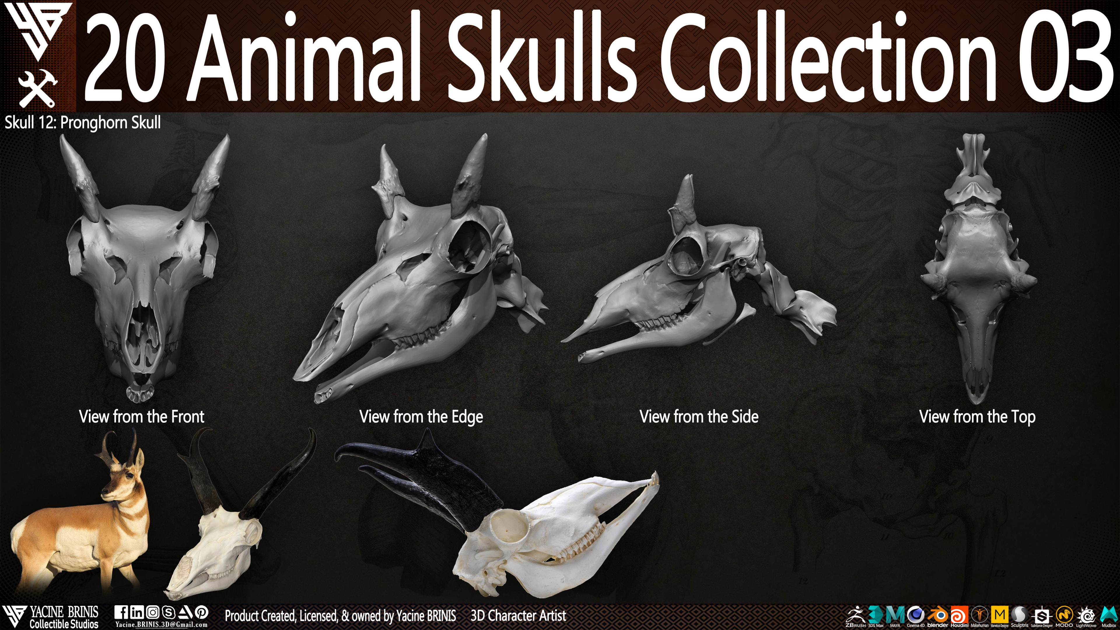 20 Animal Skulls Collection 03 By Yacine BRINIS Set 068